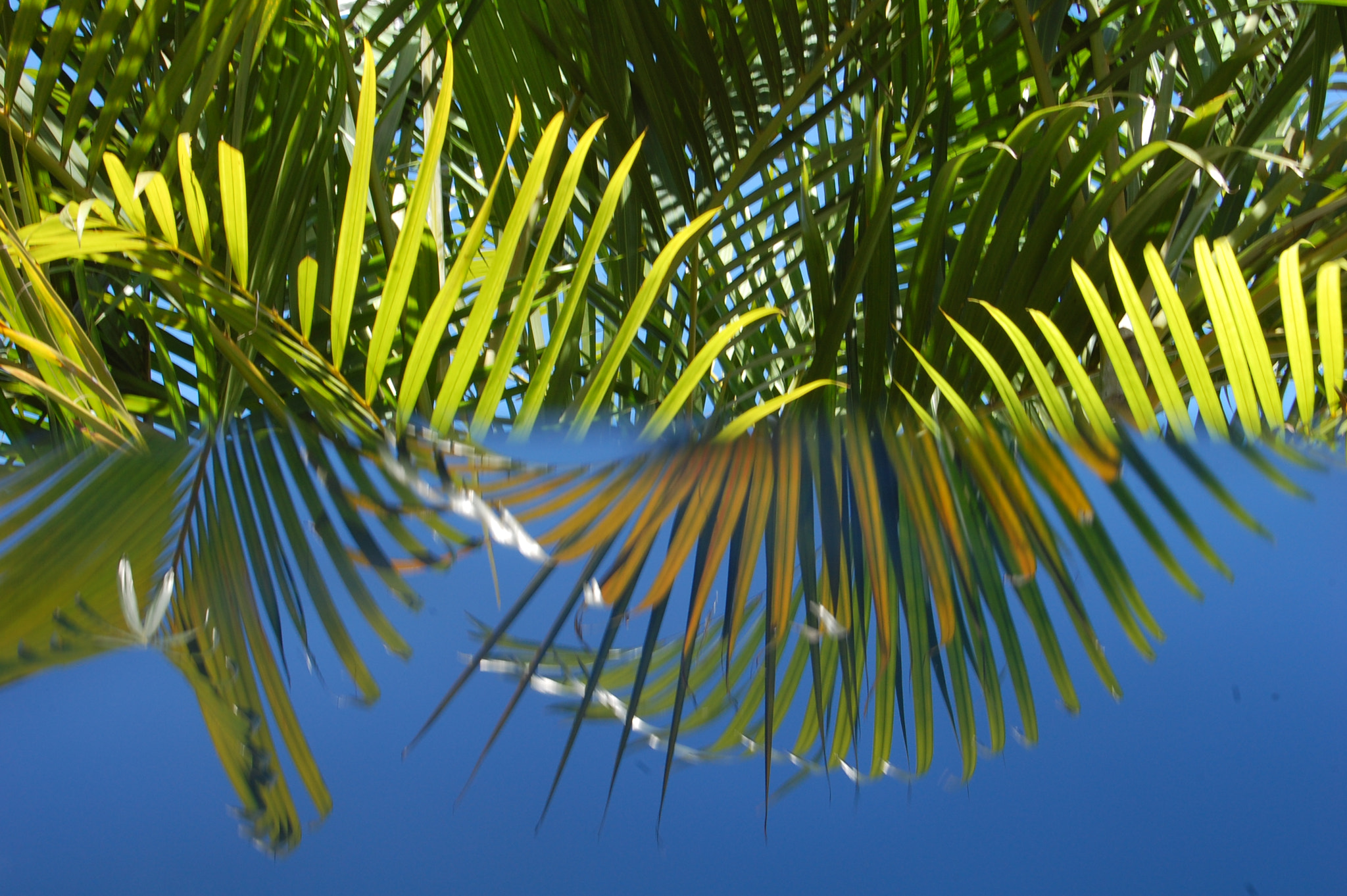 Nikon D40 sample photo