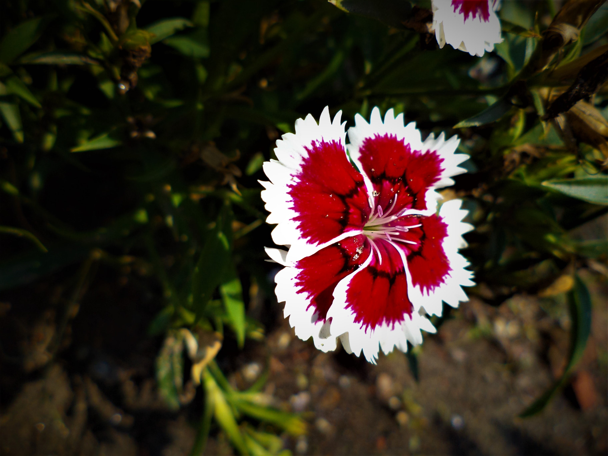 Sony DSC-W620 sample photo. More flower photography