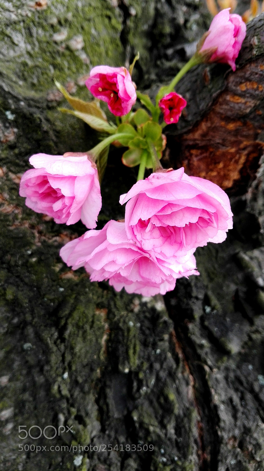 HUAWEI P8 Lite sample photo. Untitled photography