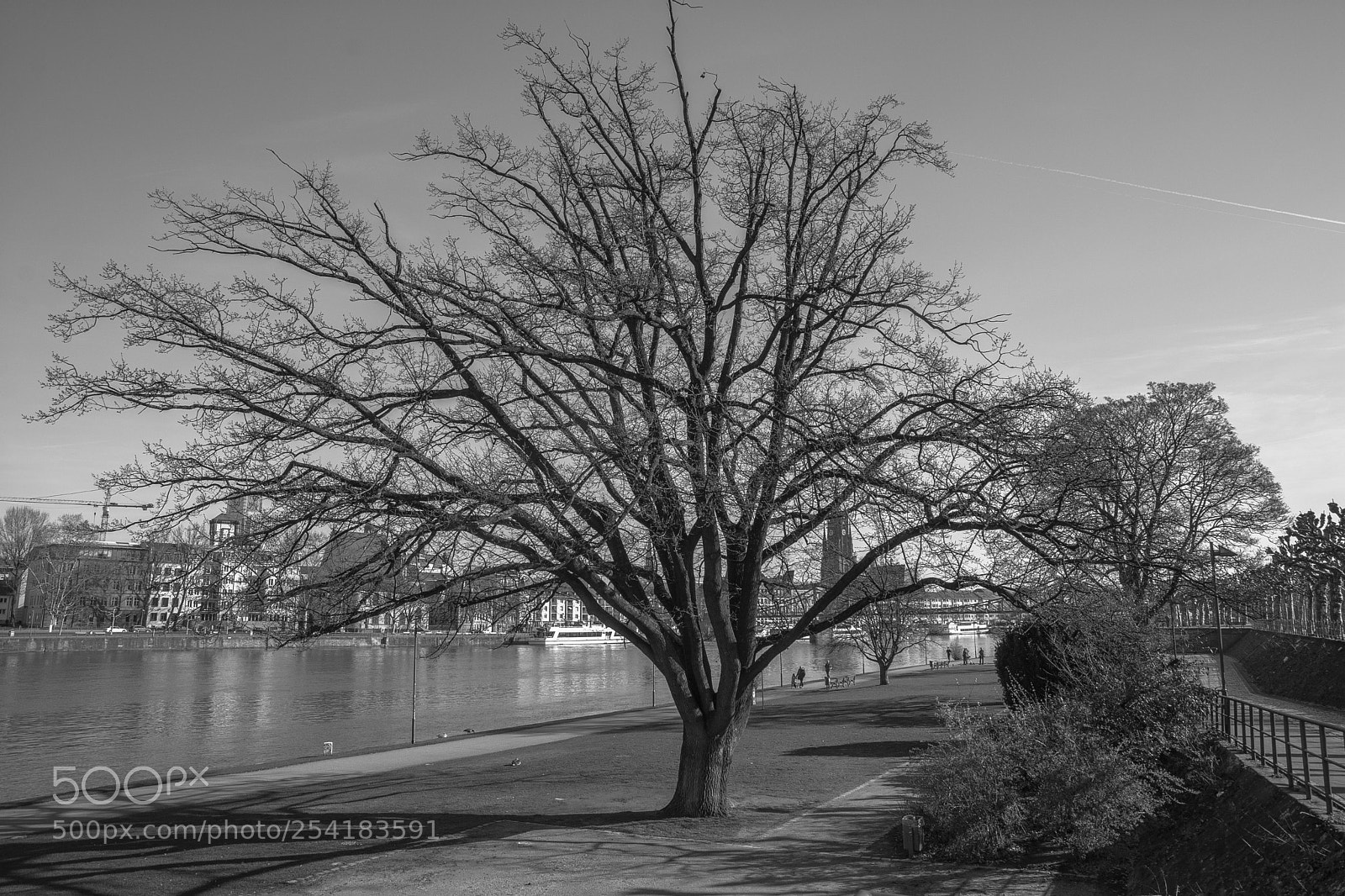 Nikon D7100 sample photo. Der baum photography