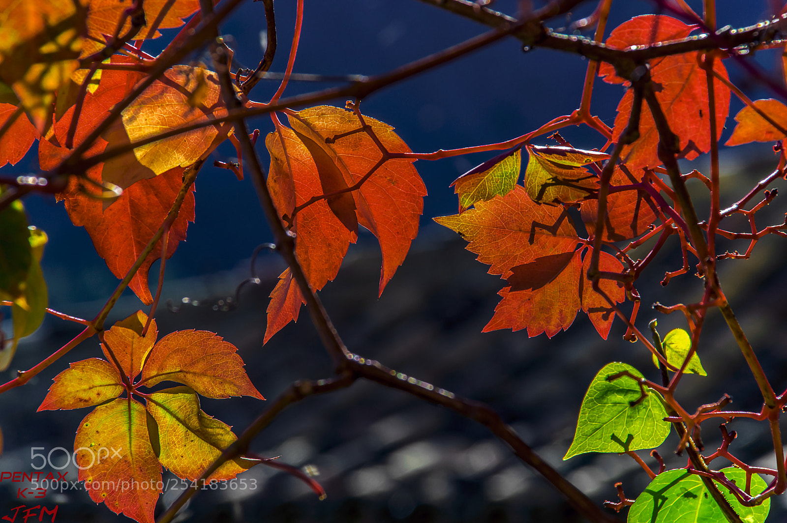 Pentax K-3 sample photo. Green and red photography