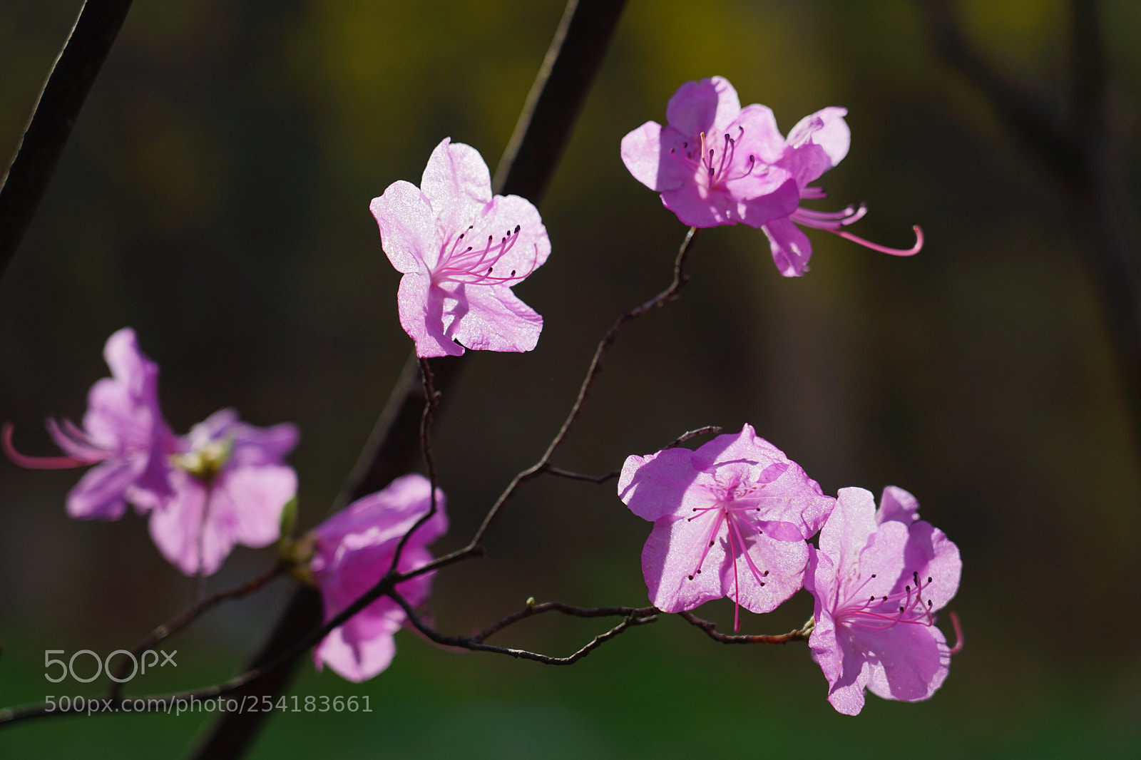 Sony a7 II sample photo. Spring photography