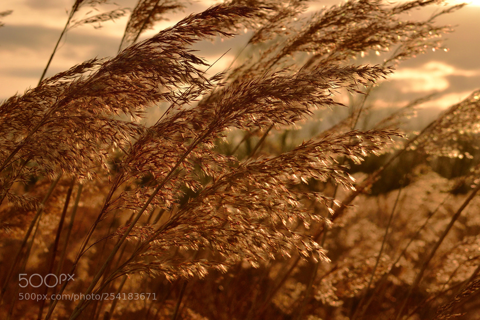 Nikon D3300 sample photo. Golden slumbers photography