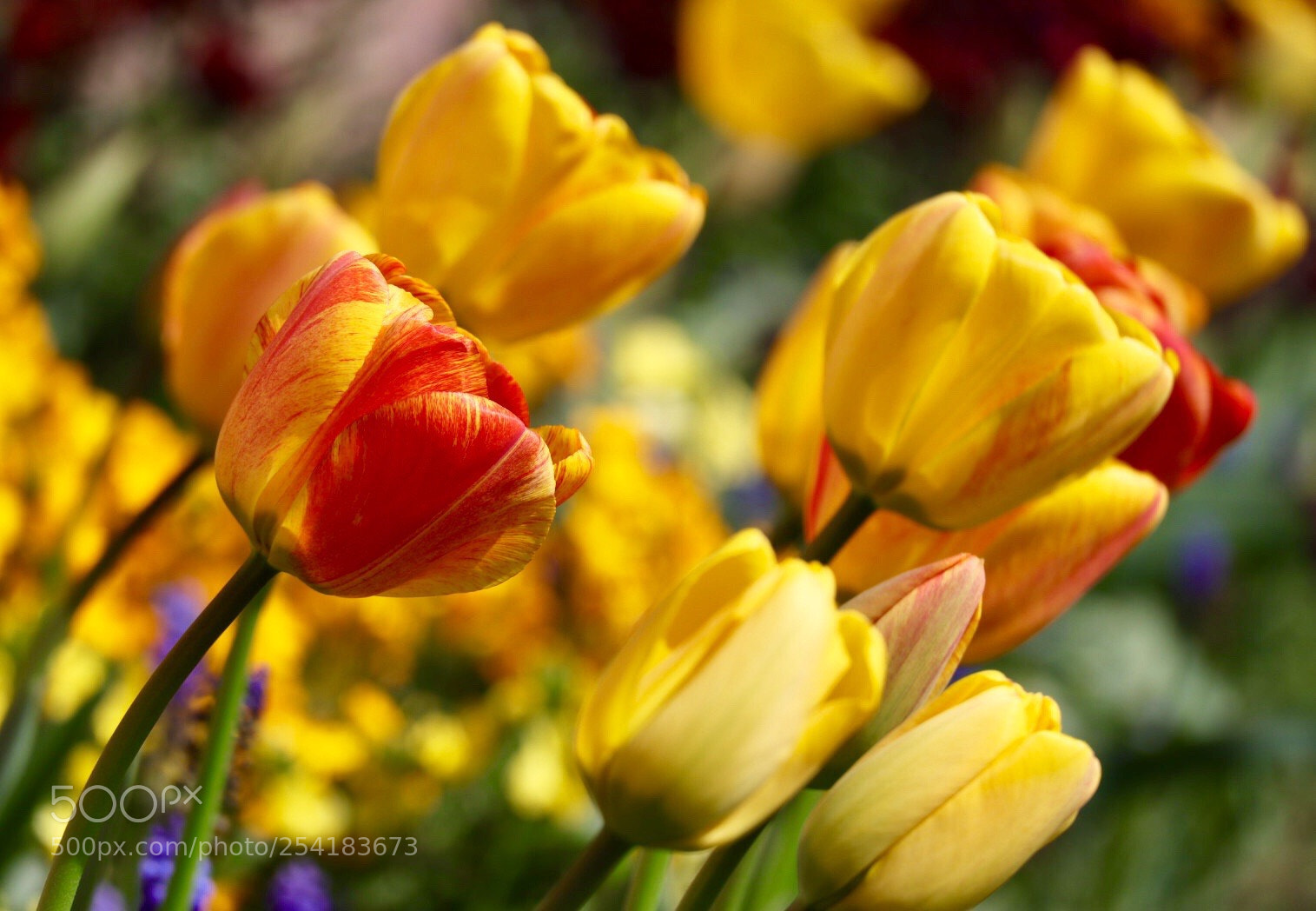 Canon EOS M50 (EOS Kiss M) sample photo. Tulips  photography
