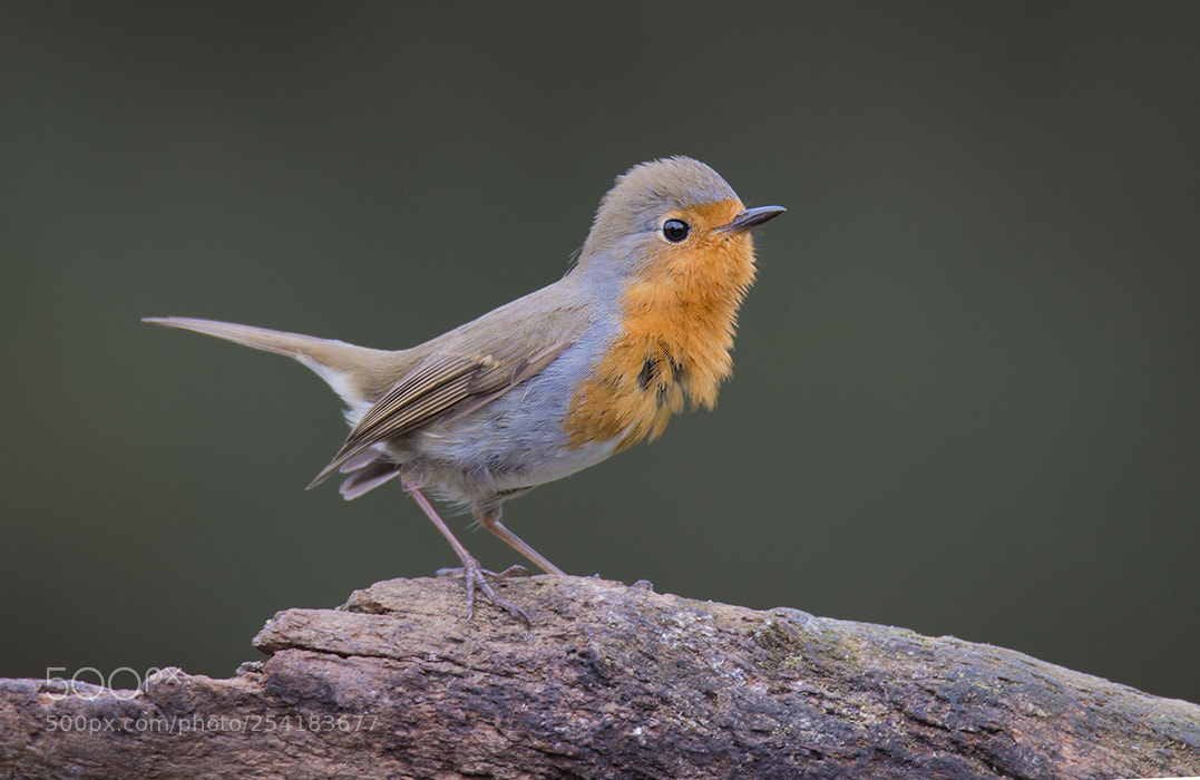 Canon EOS 70D sample photo. Roodborst photography
