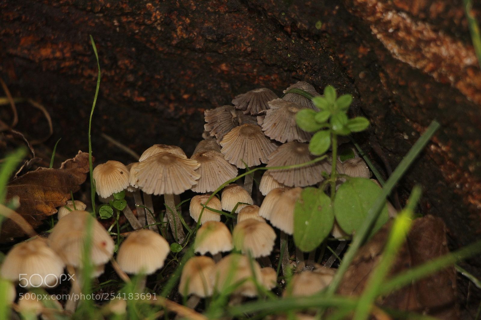 Canon EOS 700D (EOS Rebel T5i / EOS Kiss X7i) sample photo. Mushrooms with life... photography