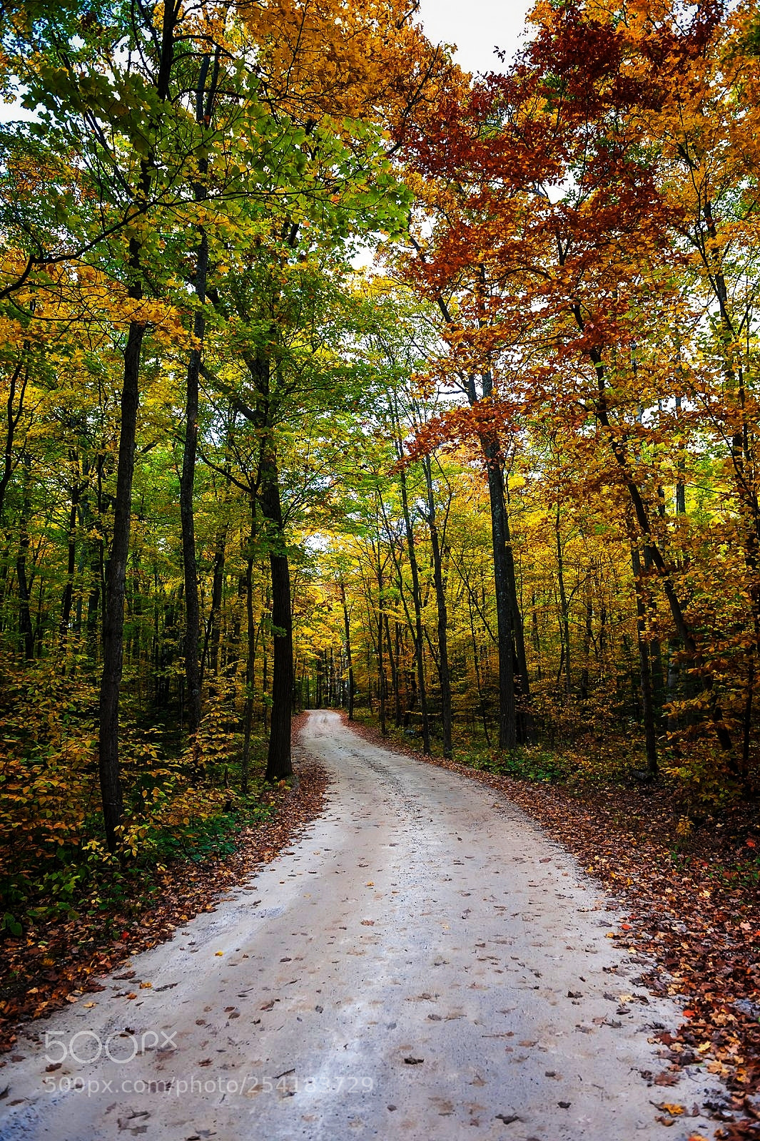 Nikon D700 sample photo. Autumn forest photography