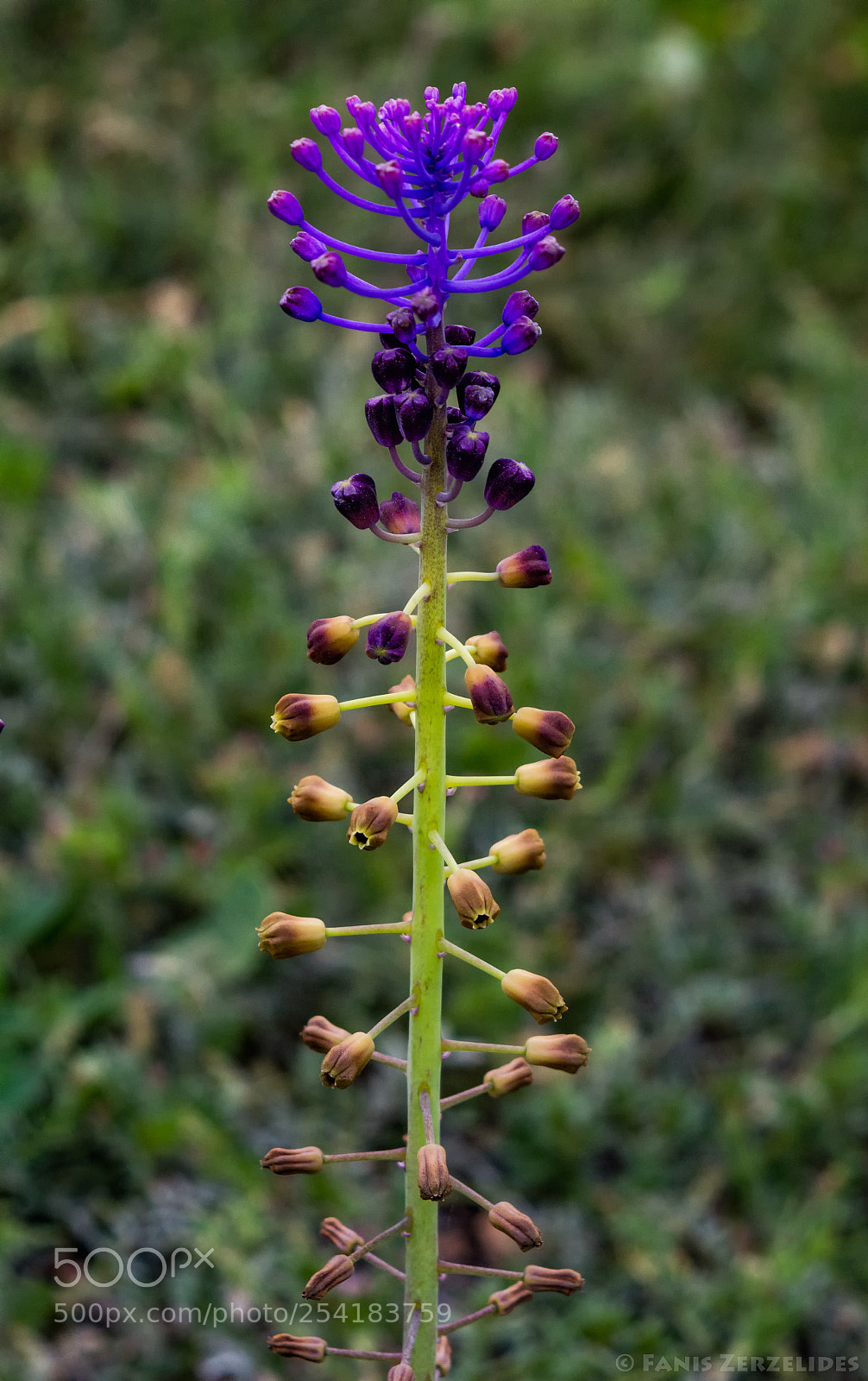 Nikon D5200 sample photo. Unknown plant photography