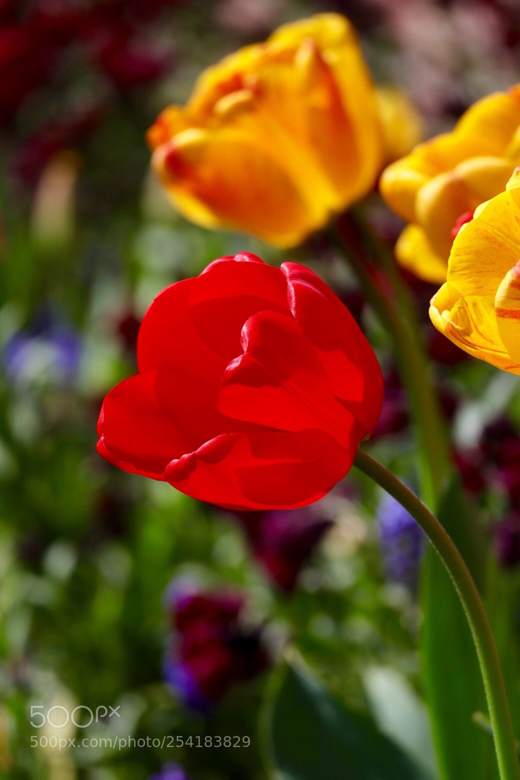Canon EOS M50 (EOS Kiss M) sample photo. Red tulip photography
