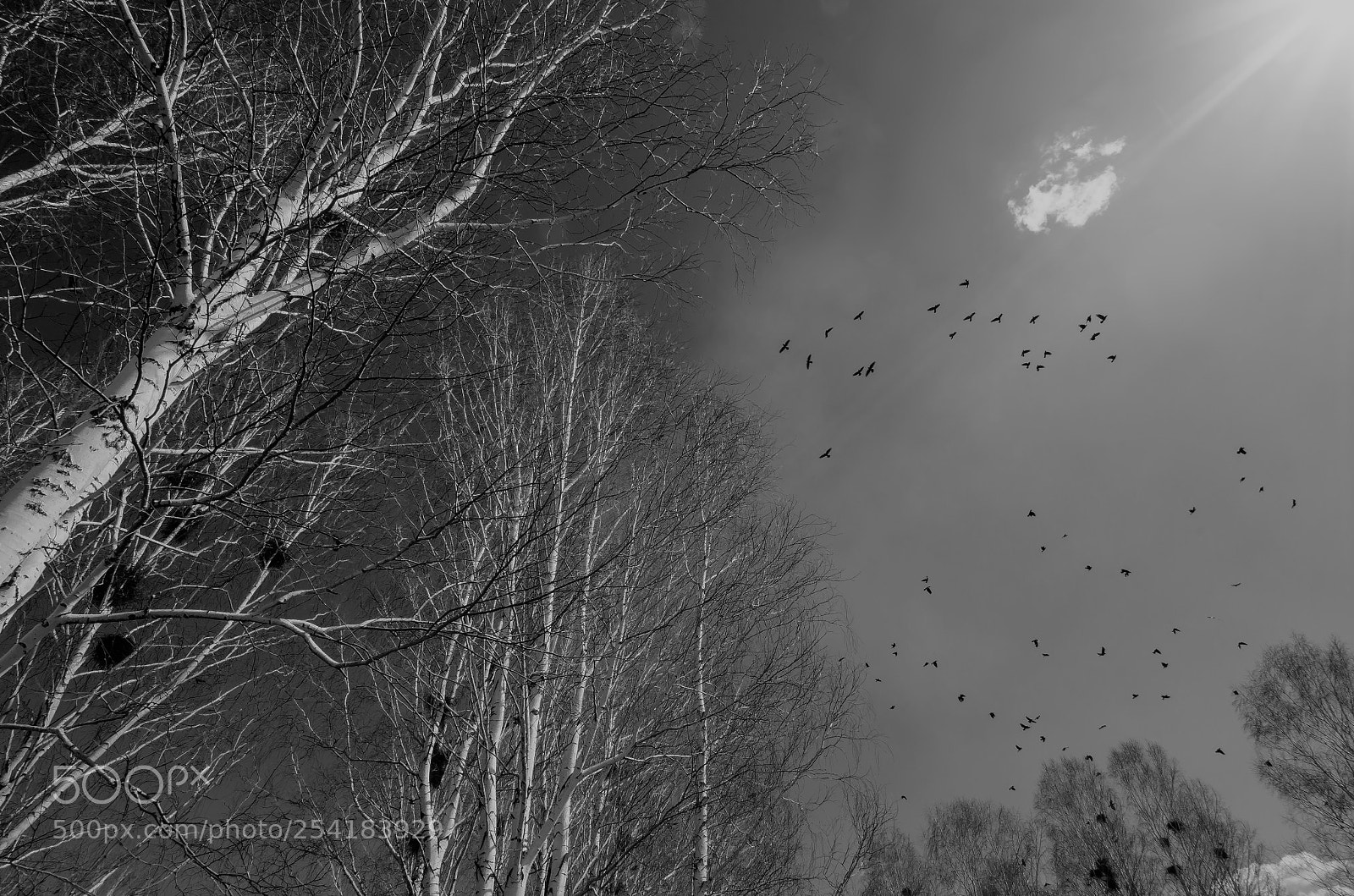 Nikon D7000 sample photo. White birch photography