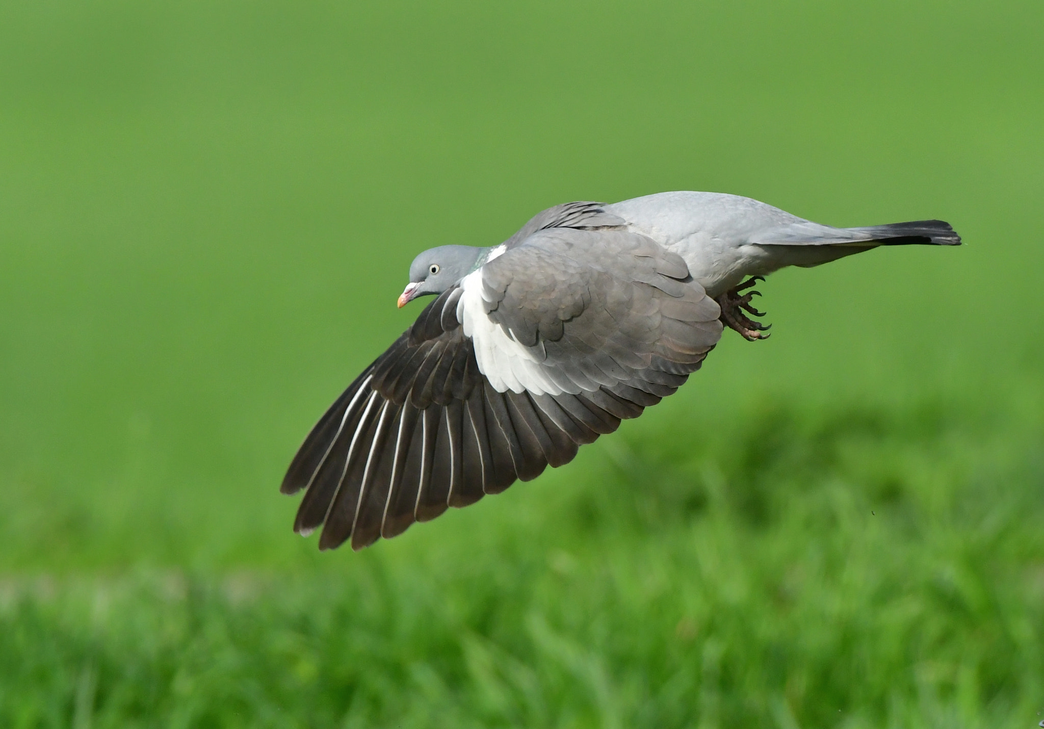 Nikon AF-S Nikkor 500mm F4G ED VR sample photo. Houtduif photography