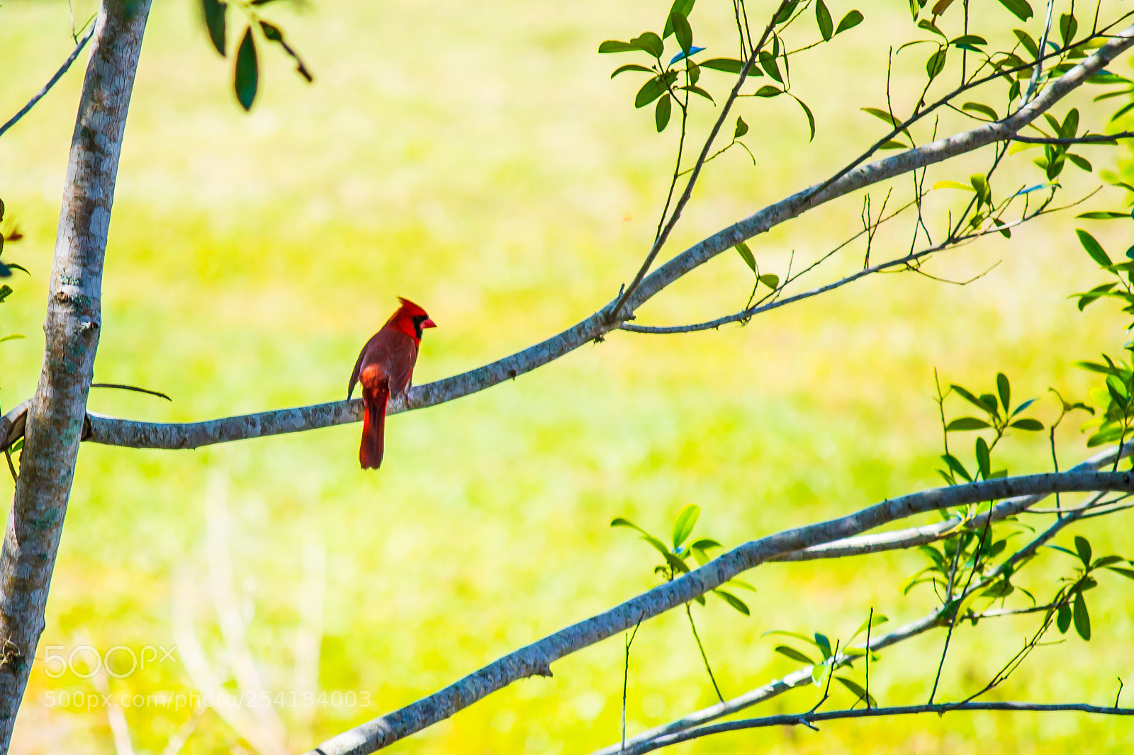Canon EOS 7D sample photo. Red photography