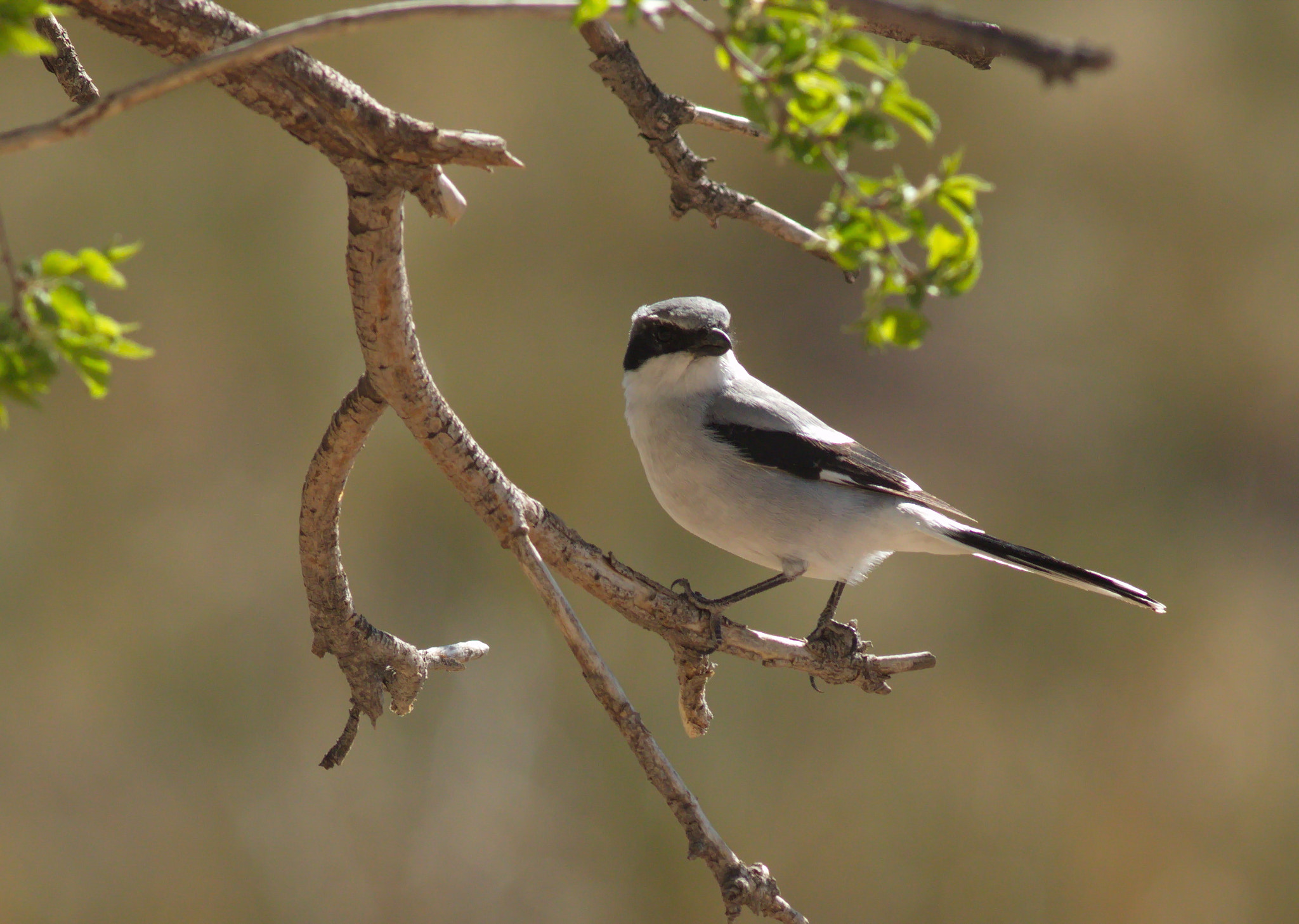 Canon EF 400mm F5.6L USM sample photo. The butcher photography