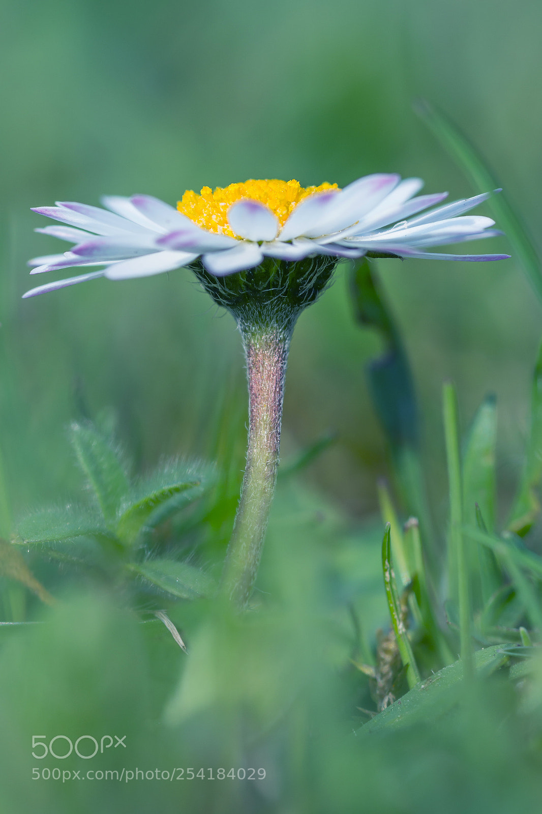 Nikon D7100 sample photo. Bellis perennis photography