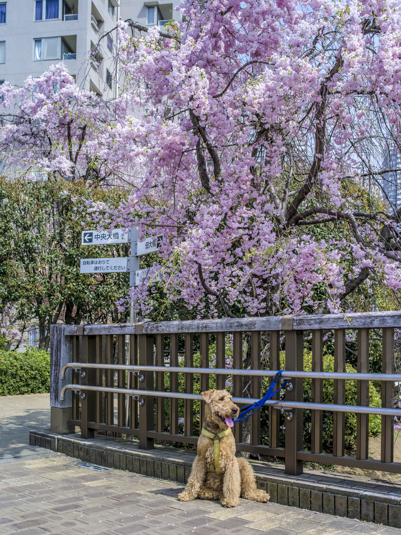 Pentax 645D sample photo. Sakura and model #2 photography