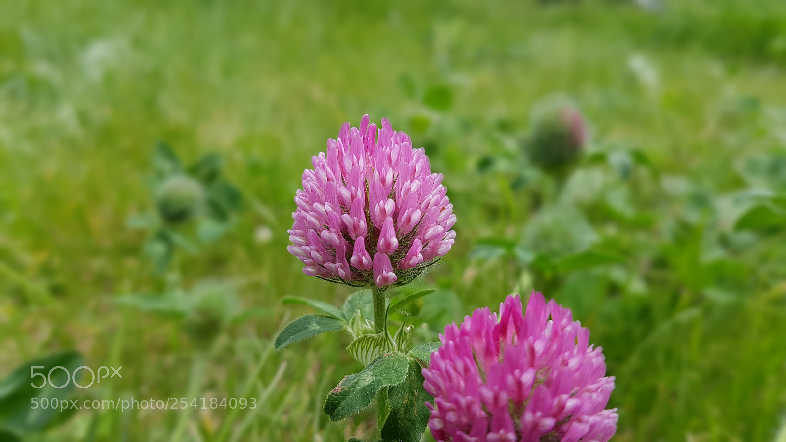 Samsung Galaxy S7 Edge sample photo. Pink flowers photography