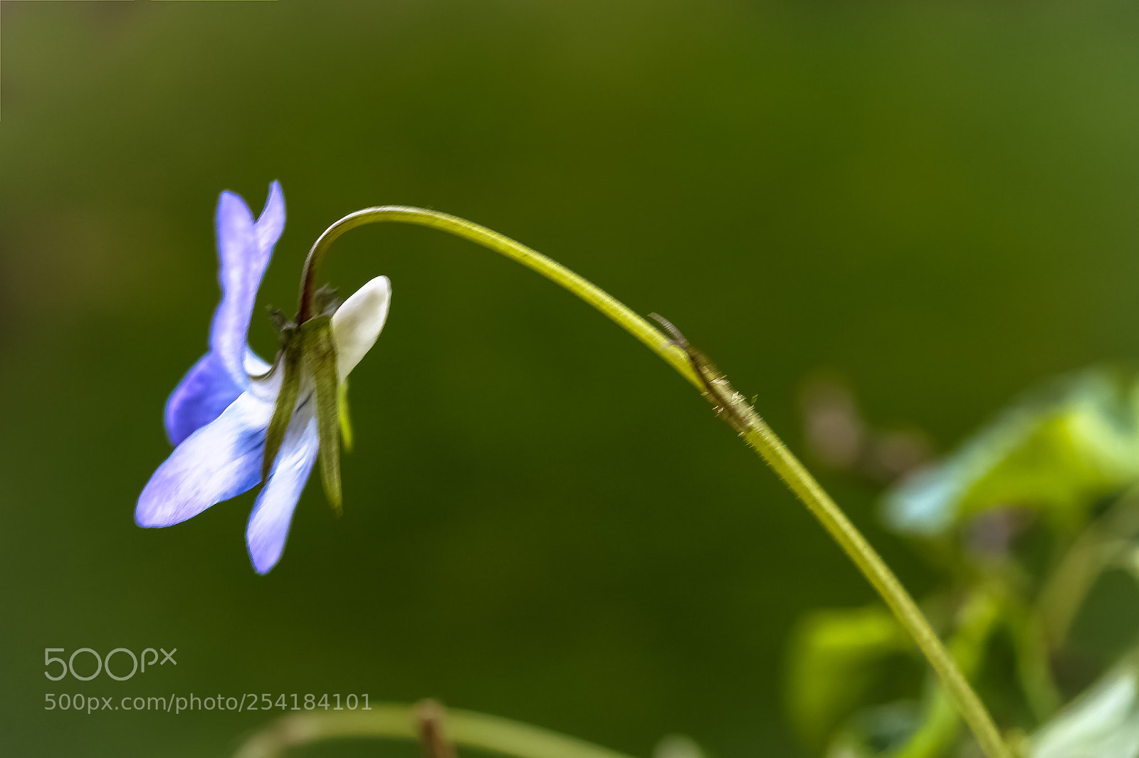 Sony SLT-A58 sample photo. *** violet *** photography