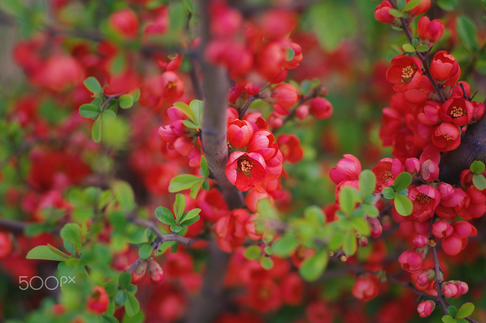 Pentax K-7 sample photo. Beautiful wild flower photography