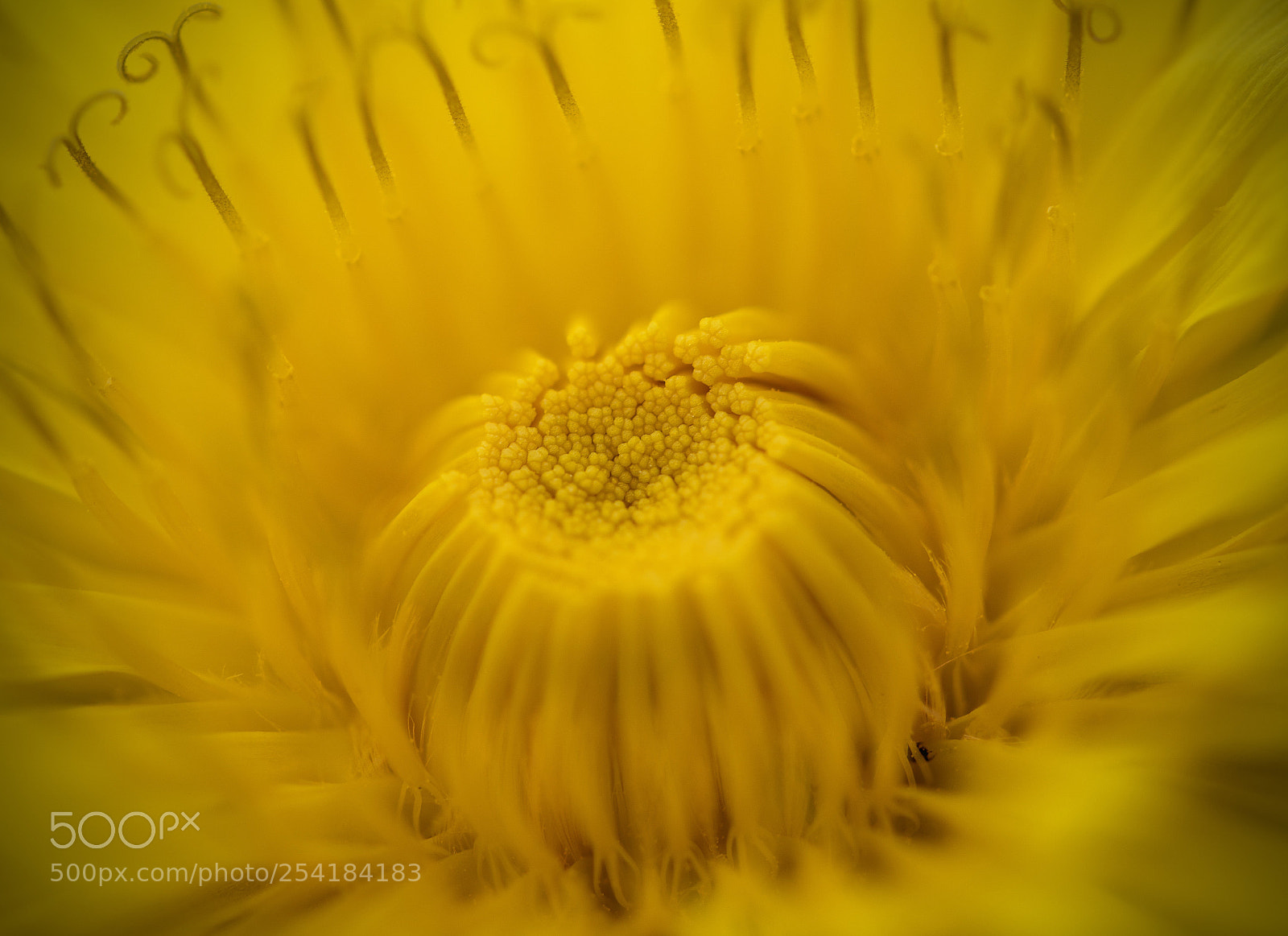 Canon EOS 7D Mark II sample photo. Shades of yellow photography