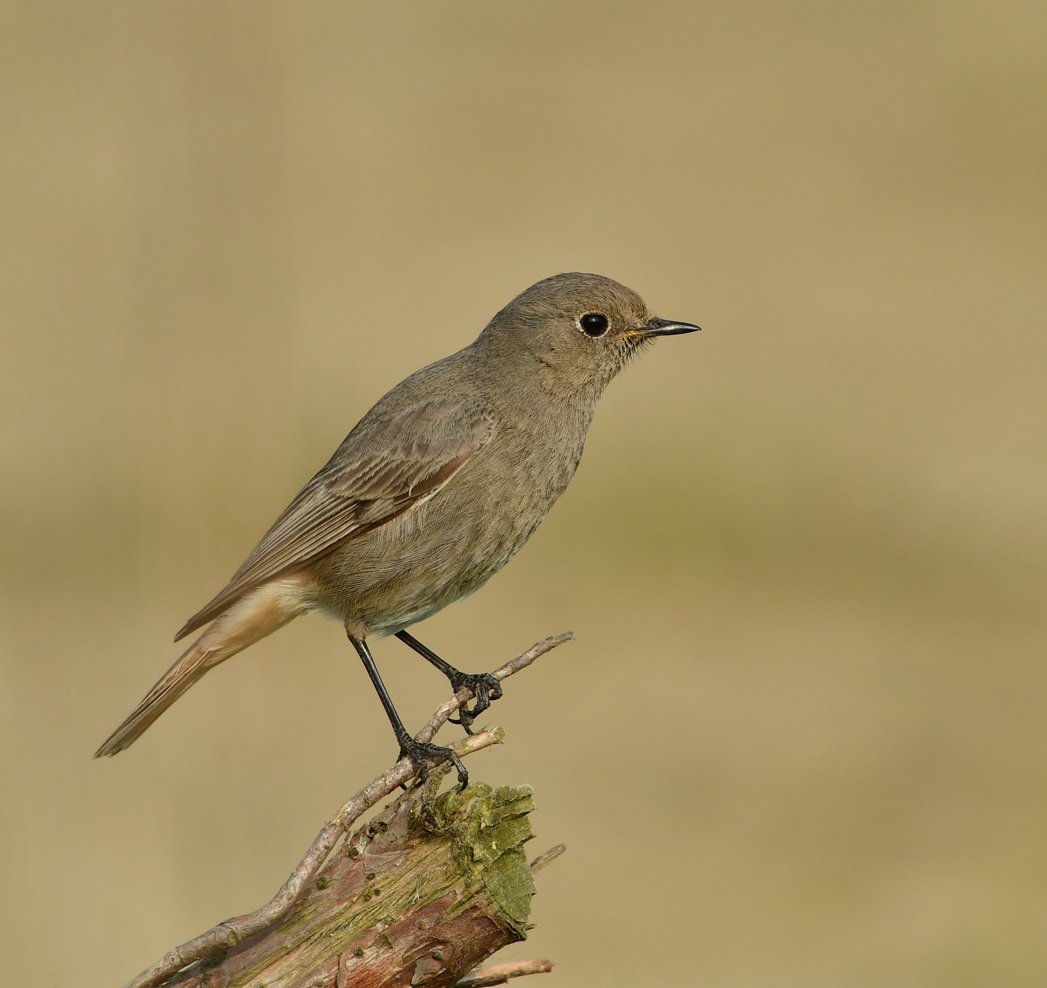 Nikon AF-S Nikkor 500mm F4G ED VR sample photo. Zwarte roodstaart photography