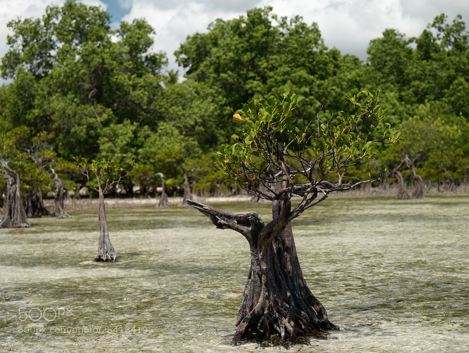 Leica SL (Typ 601) sample photo. Mangrove  photography