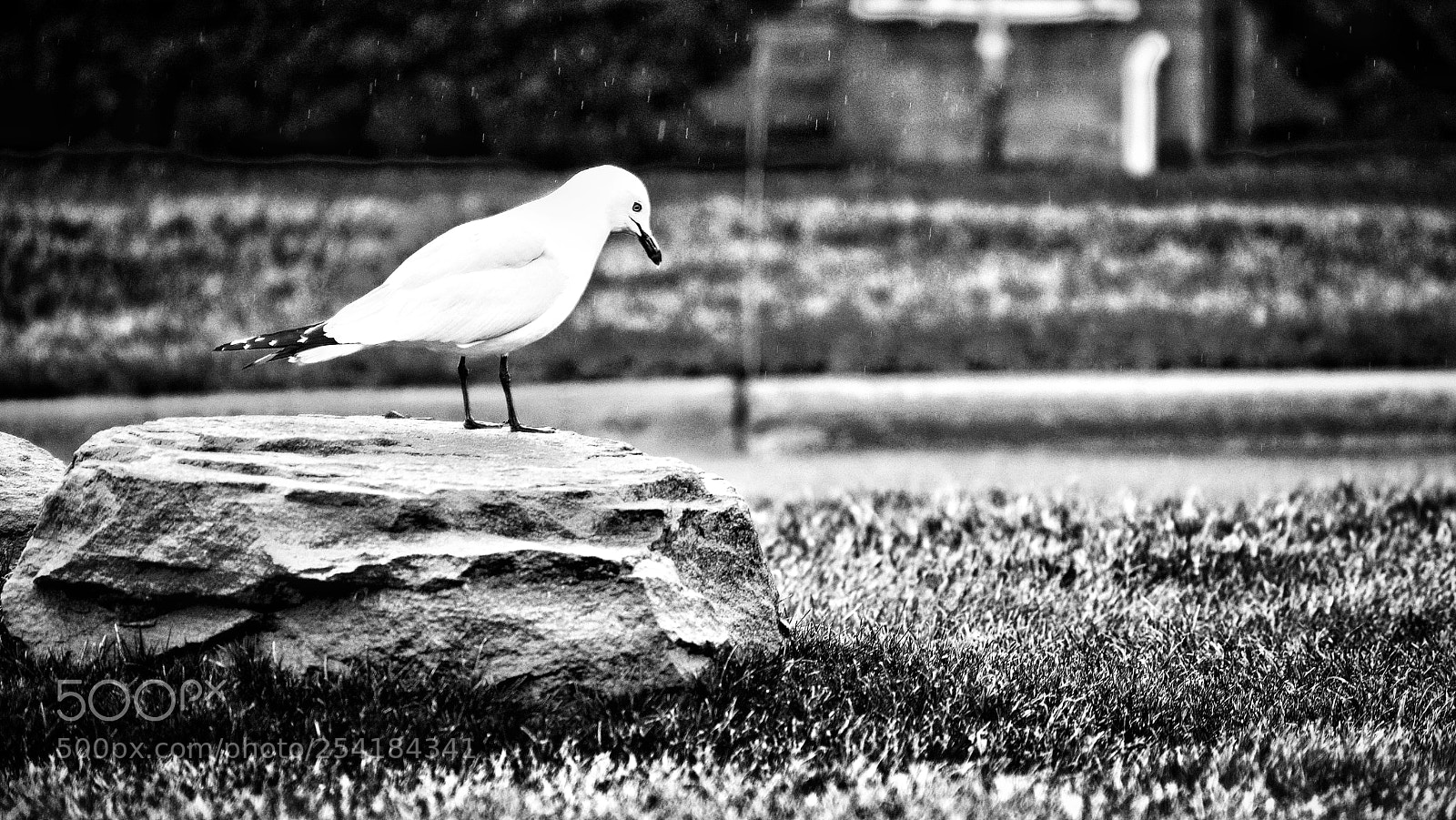 Nikon D3400 sample photo. Seagull photography
