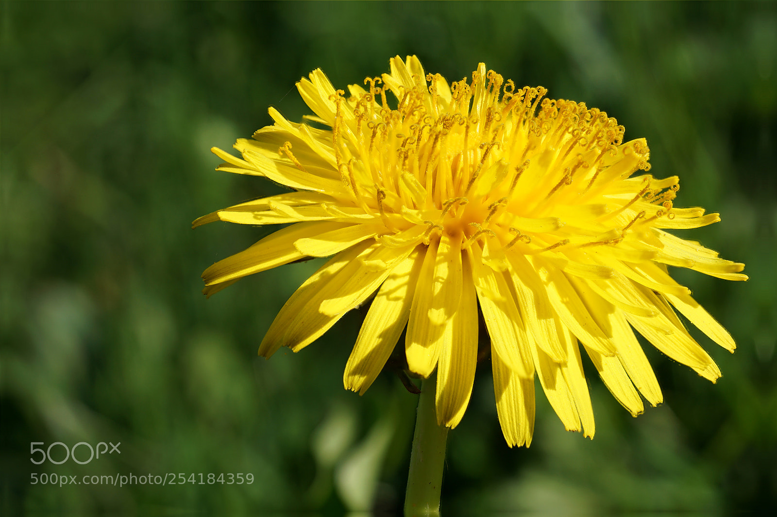 Sony a6000 sample photo. Dandelion photography
