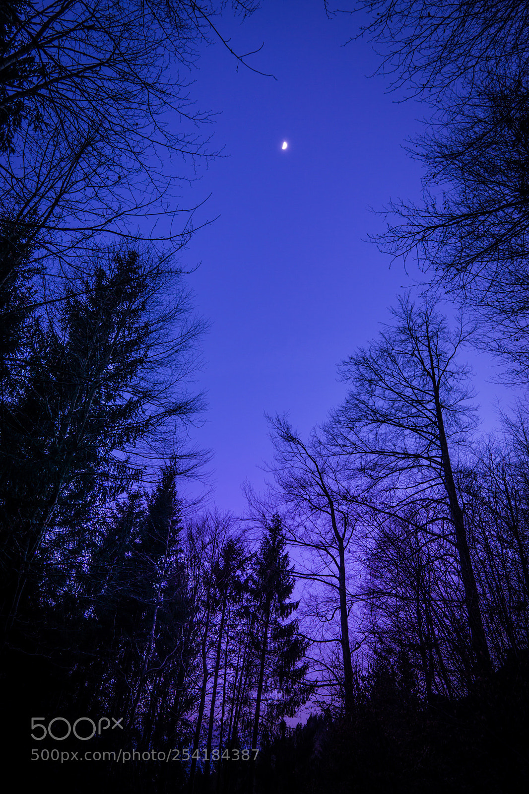 Sony a6000 sample photo. Allein im wald bei photography