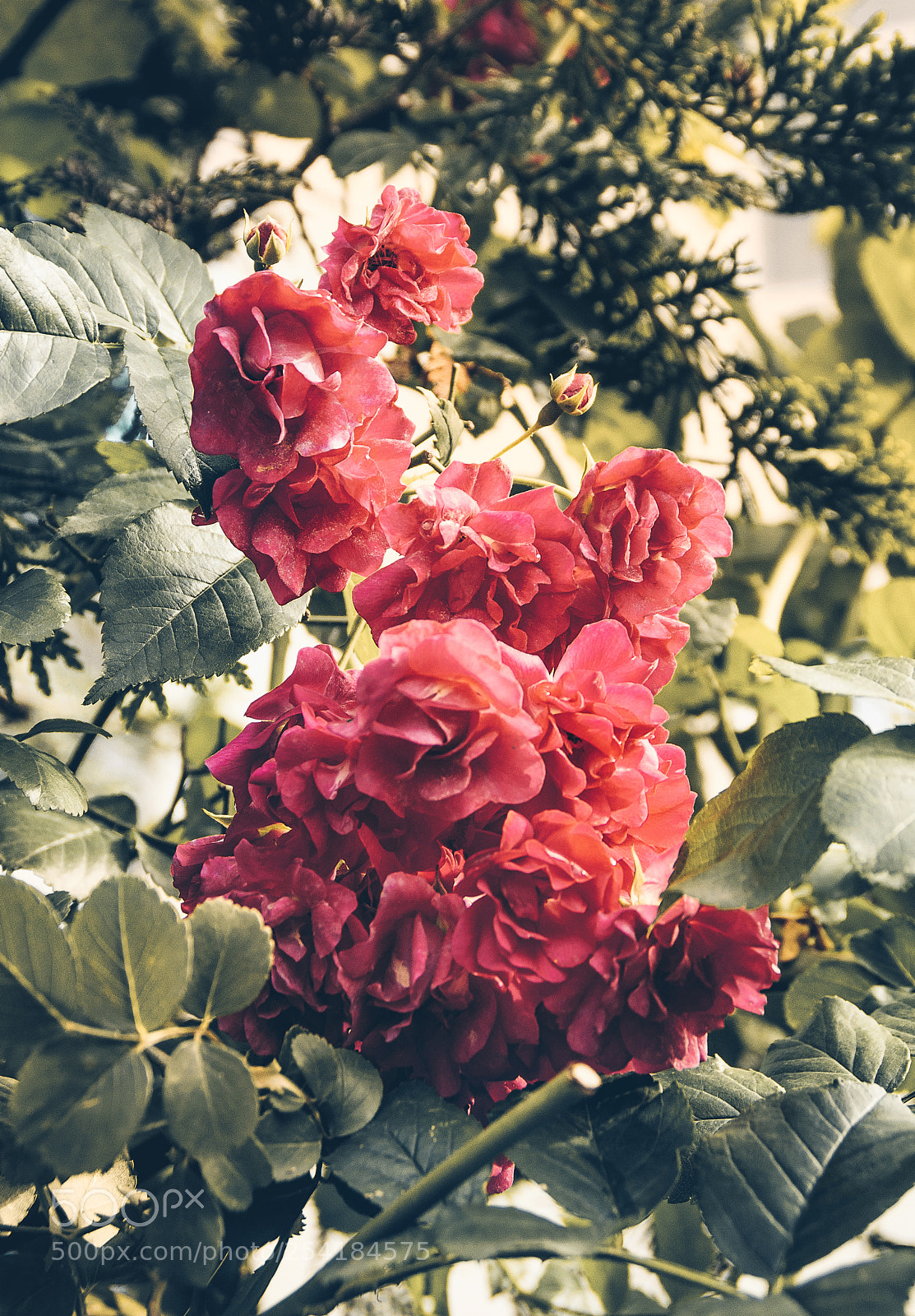 Nikon D3100 sample photo. Pink roses photography