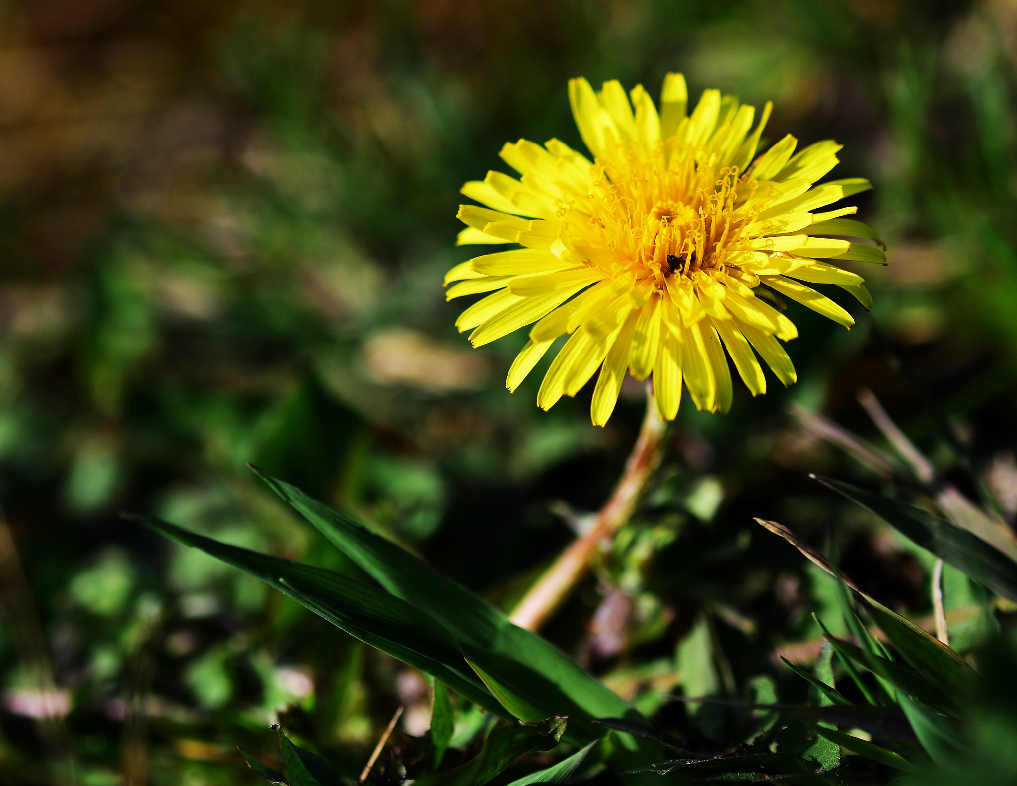 Nikon D5300 sample photo. "...bright bright sunshiny day..." photography