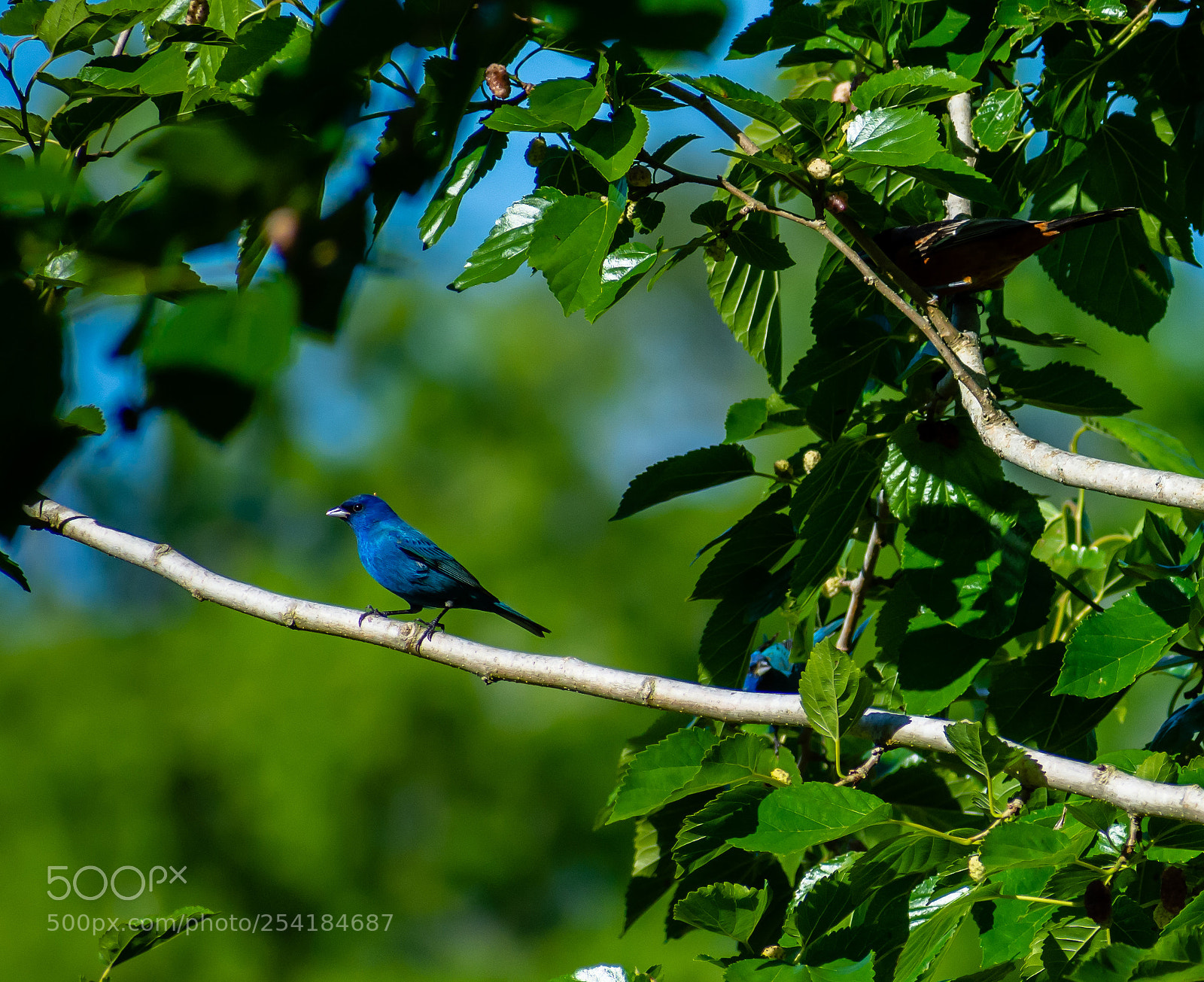 Nikon D7200 sample photo. Indigo bunting photography