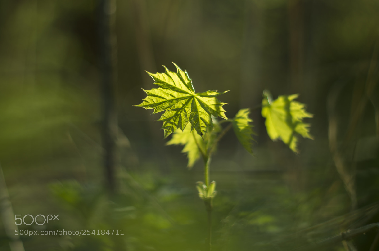 Pentax K-5 II sample photo. Baby maple at sunset photography