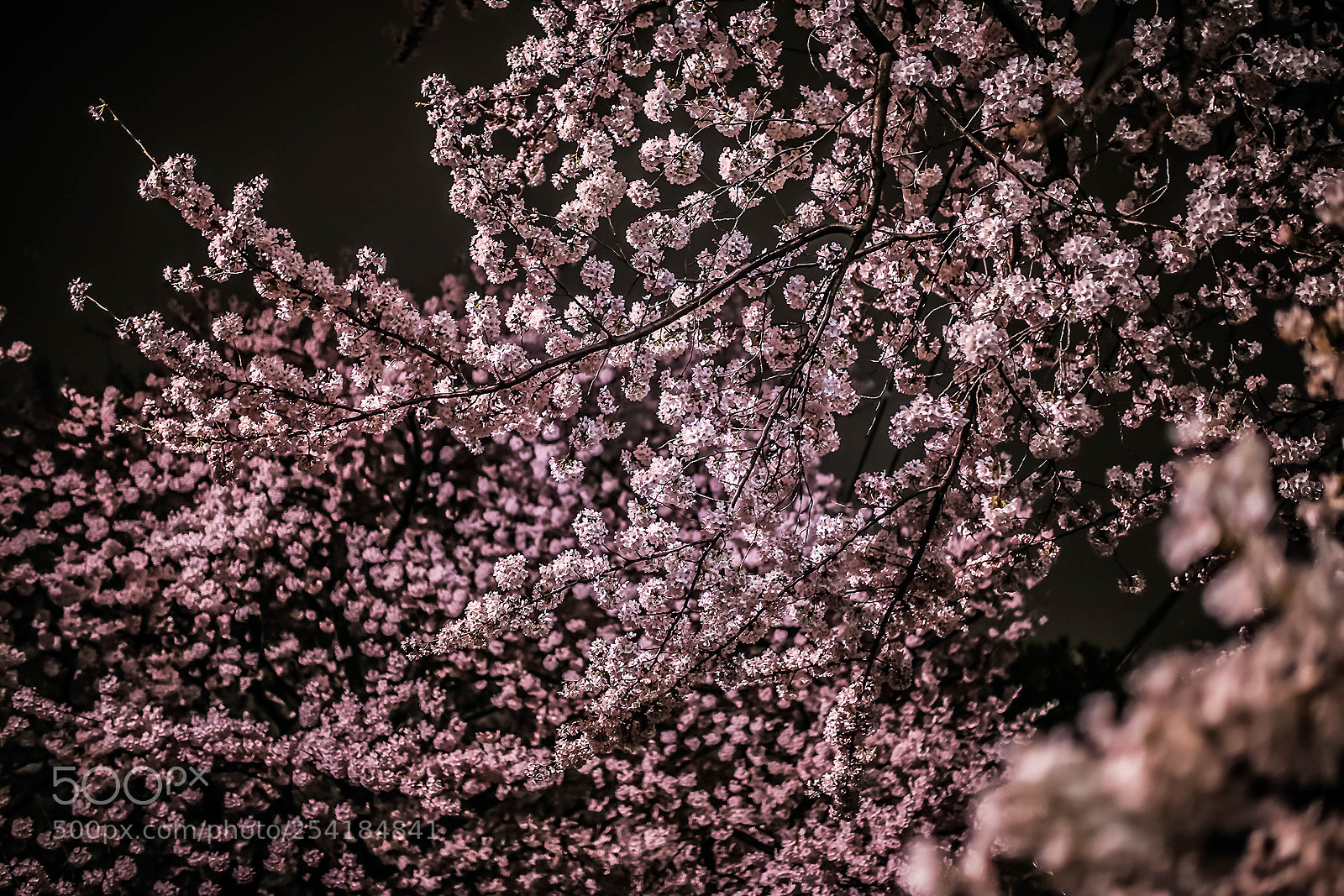 Canon EOS 6D sample photo. Night cherry blossoms photography