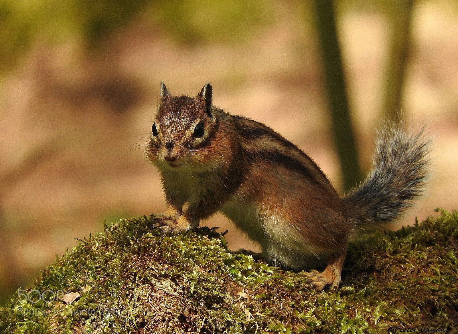 Nikon Coolpix P610 sample photo. Siberian chipmunk photography