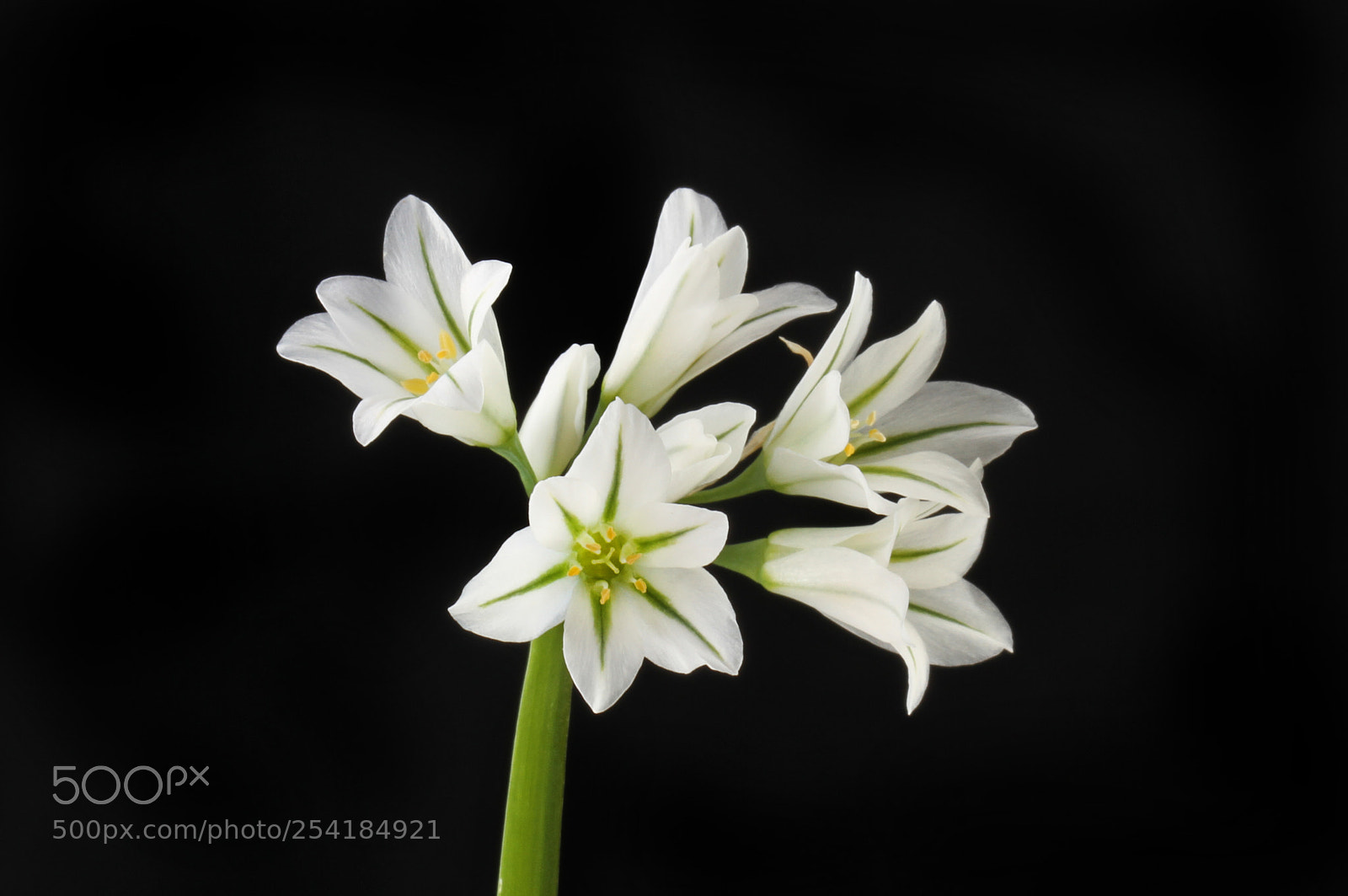 Canon EOS 7D sample photo. Three-cornered leel flowers aagainst photography