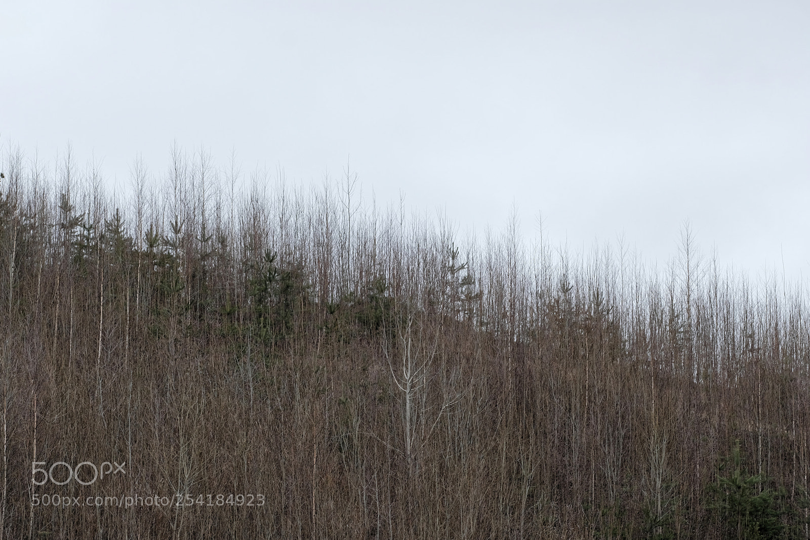 Fujifilm X-T2 sample photo. Trees photography