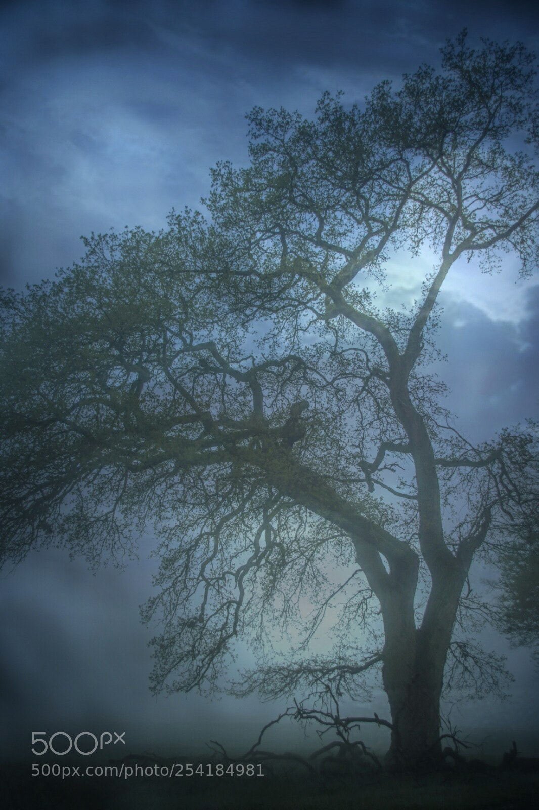 Canon EOS 750D (EOS Rebel T6i / EOS Kiss X8i) sample photo. Blue mood  photography
