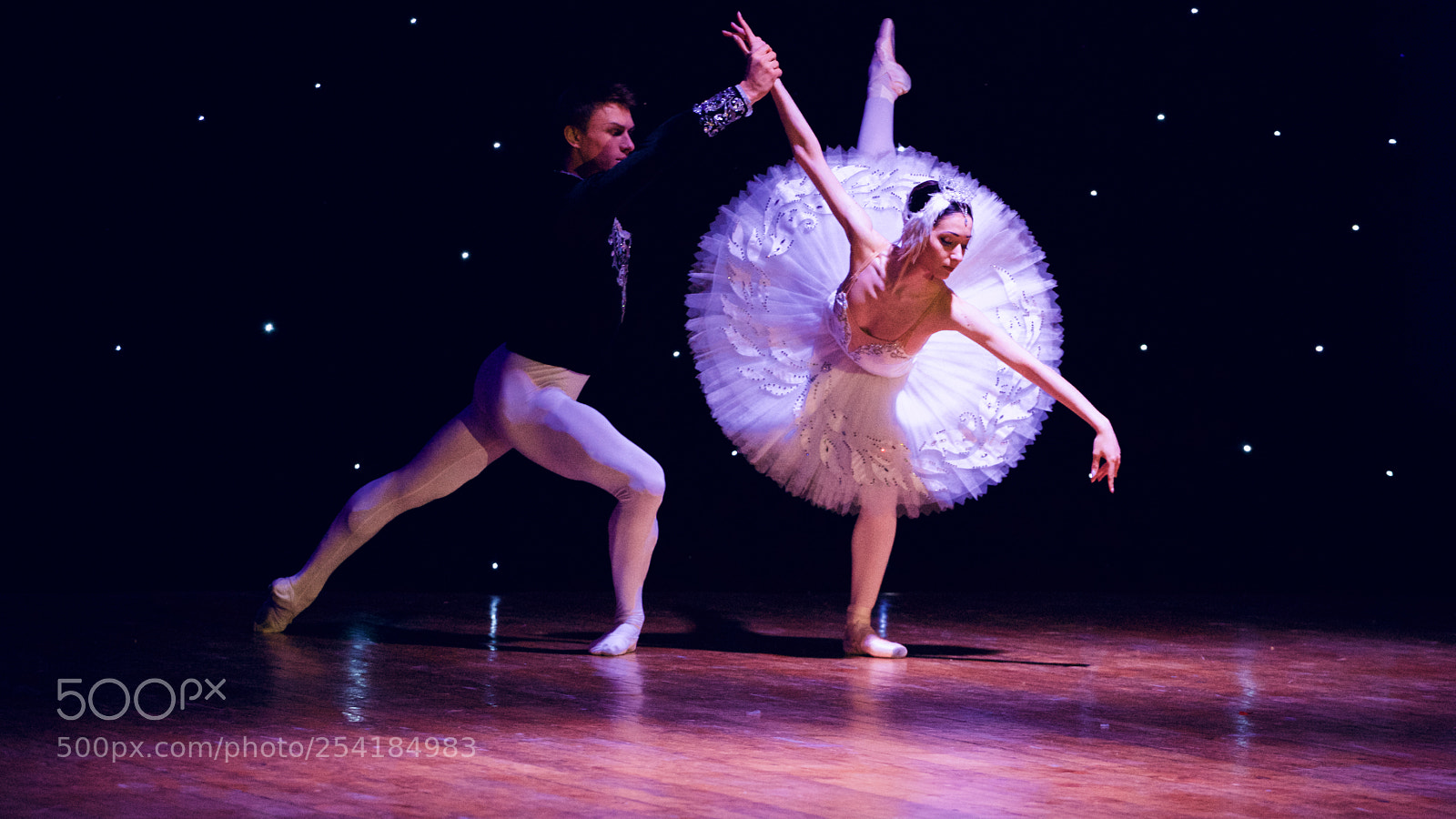 Canon EOS 5DS sample photo. Another fragment of swan photography