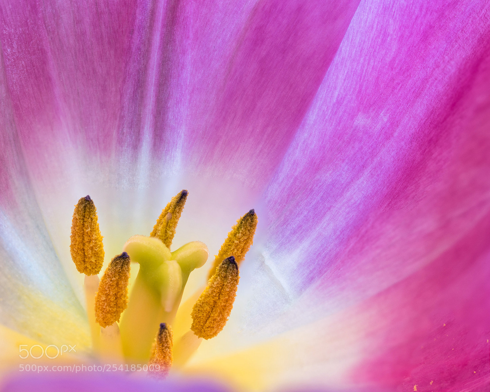 Sony a7R III sample photo. Tulip photography