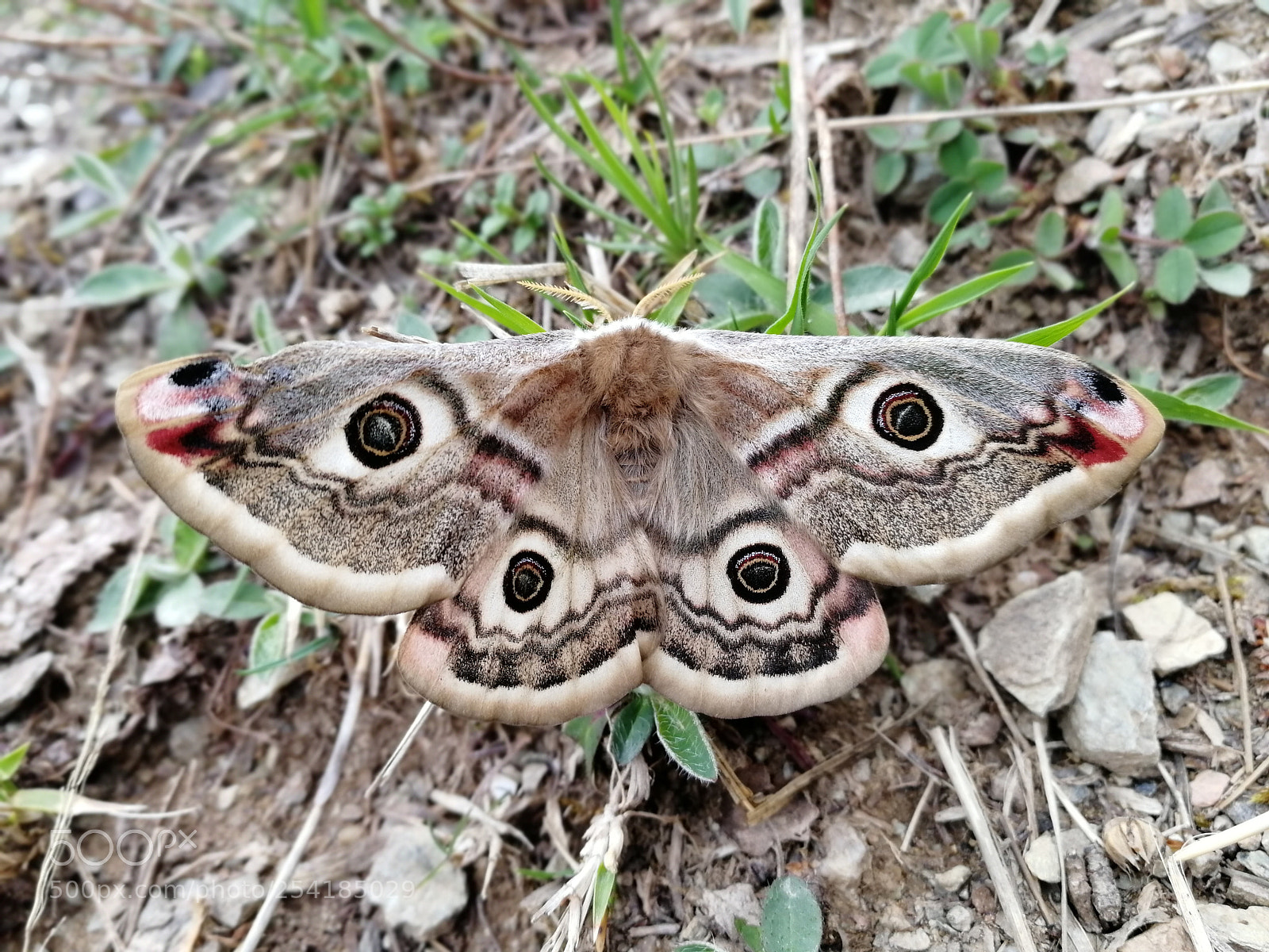 HUAWEI Honor 9 sample photo. Butterfly photography
