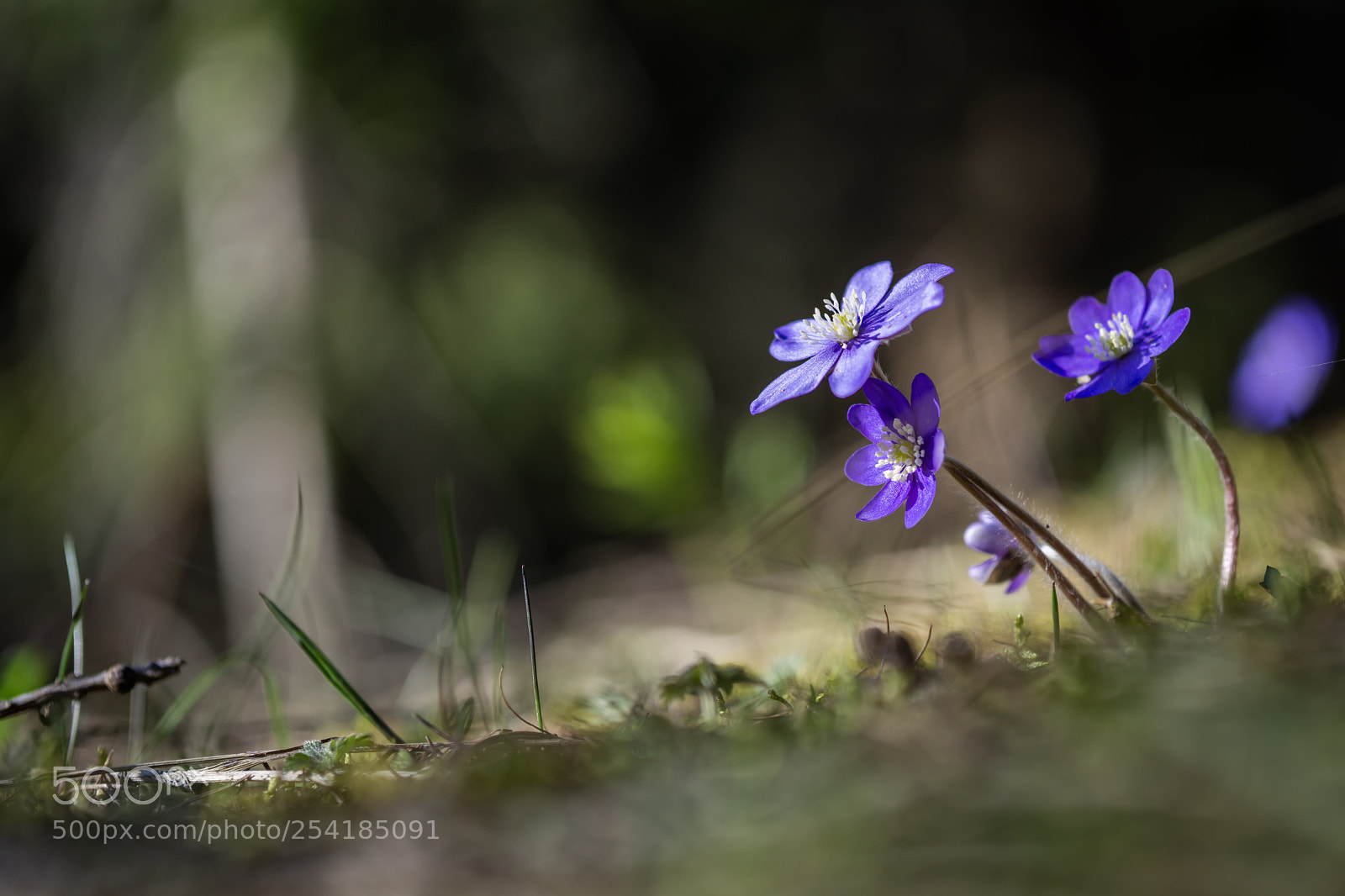Sony a6000 sample photo. Die ersten frühlingsblumen photography