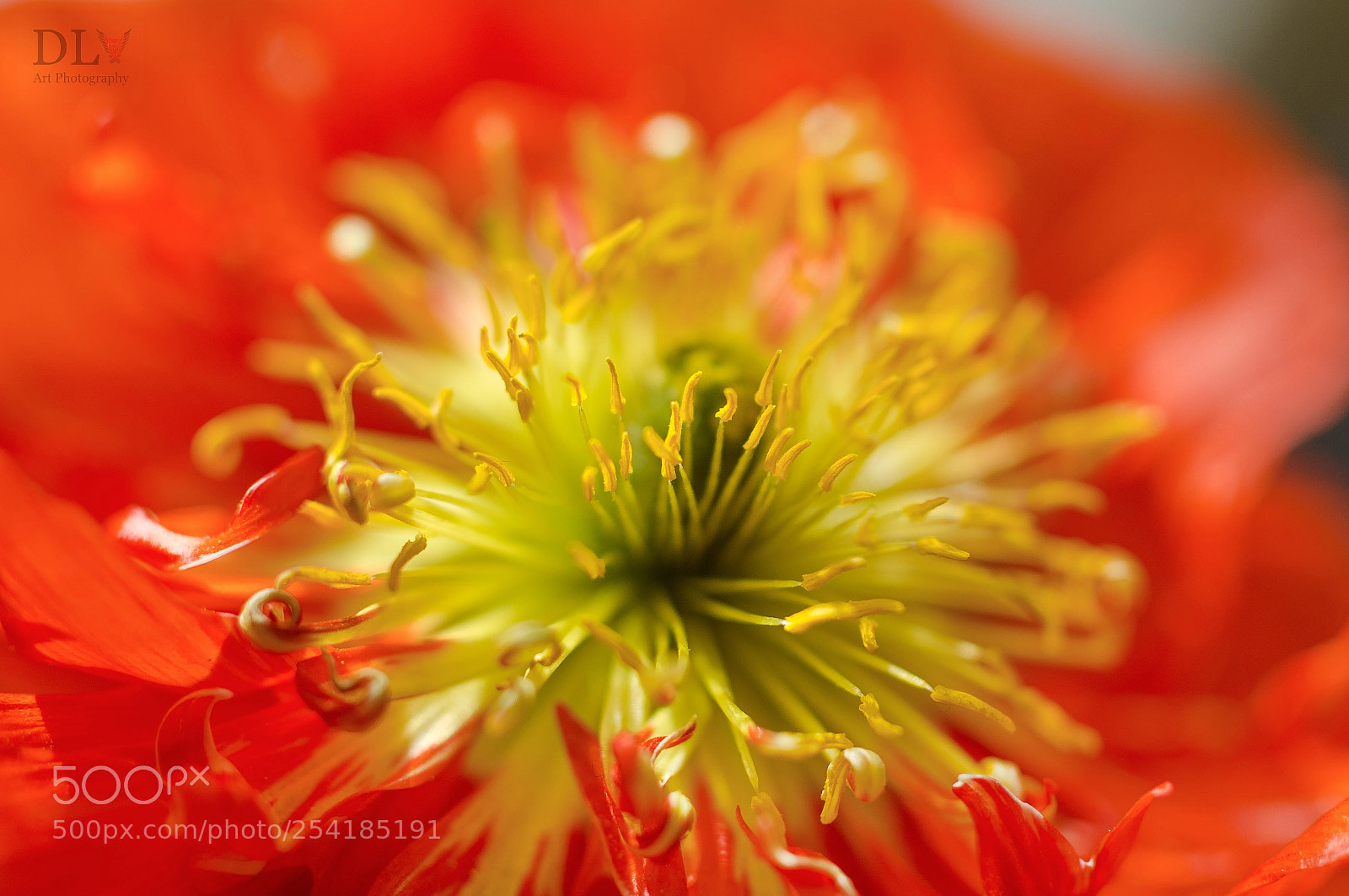 Nikon D7000 sample photo. Flower pavot photography