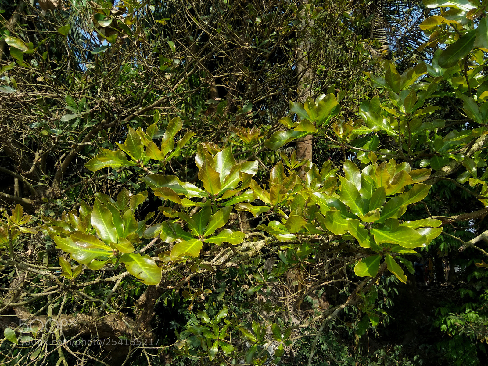 Xiaomi Redmi Note 4 sample photo. Untitled photography