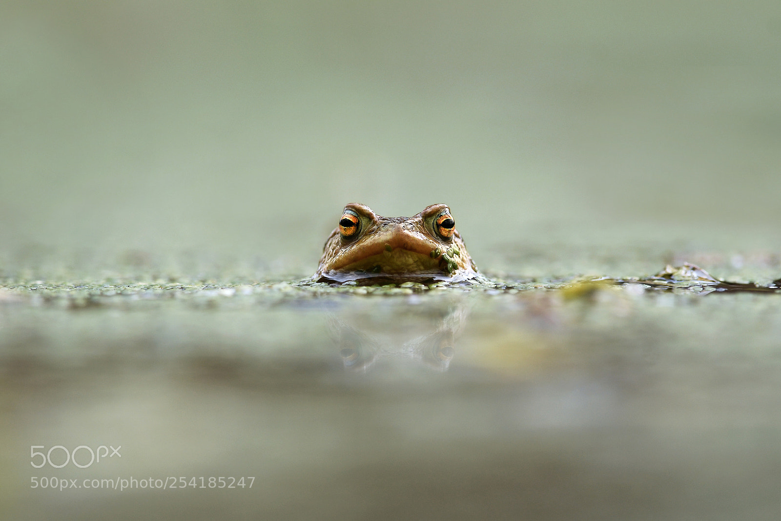 Nikon D500 sample photo. Common toad photography