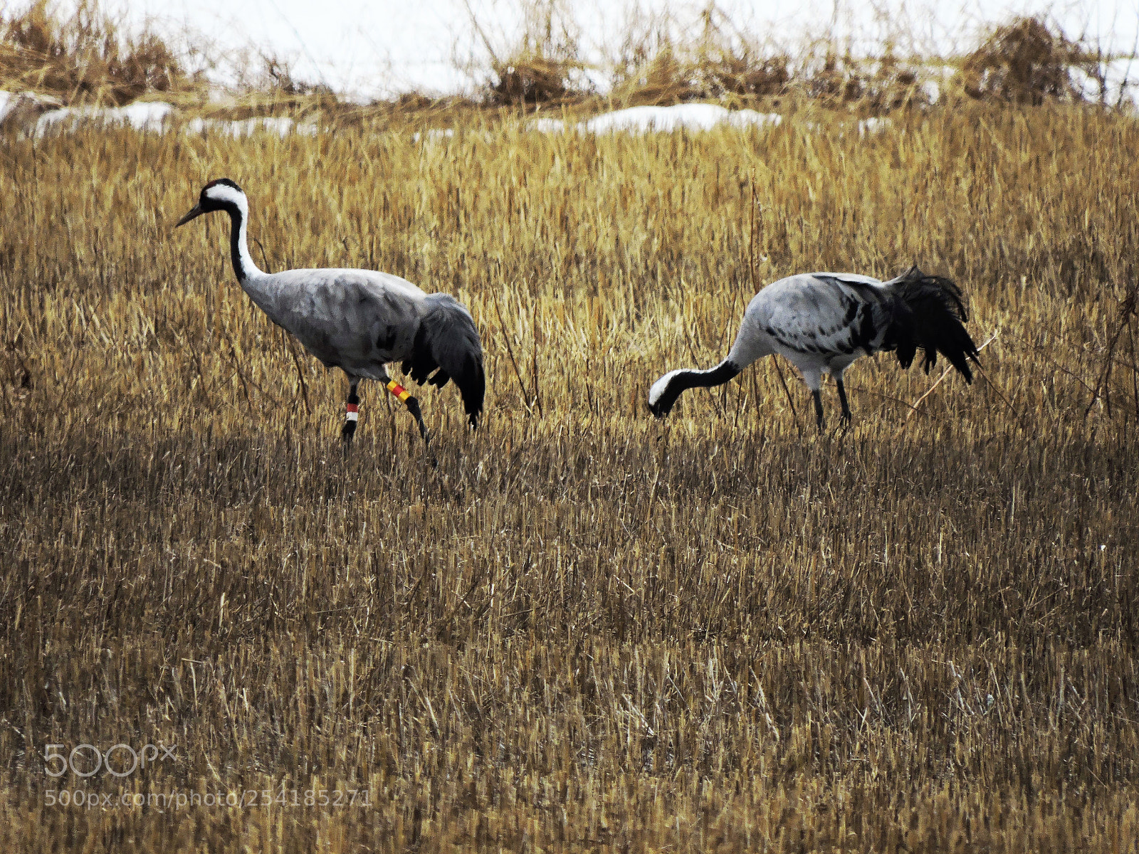 Nikon Coolpix P600 sample photo. Common crane - migratory photography