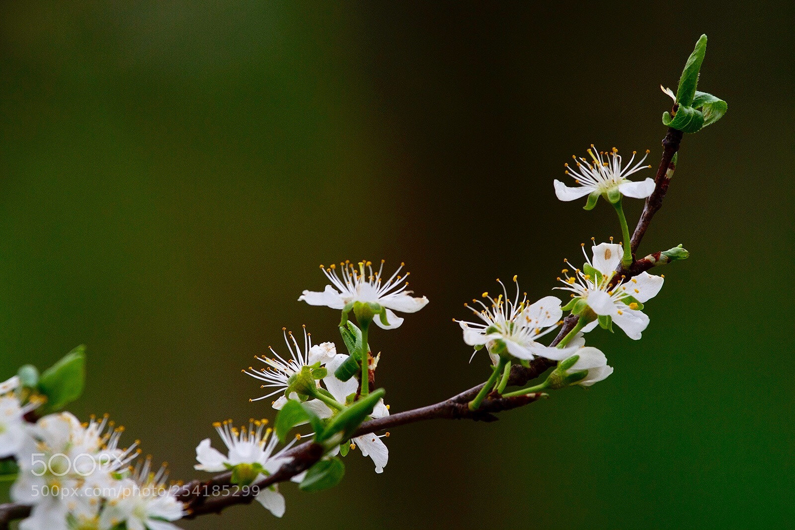 Canon EOS 7D sample photo. Apple blossom photography