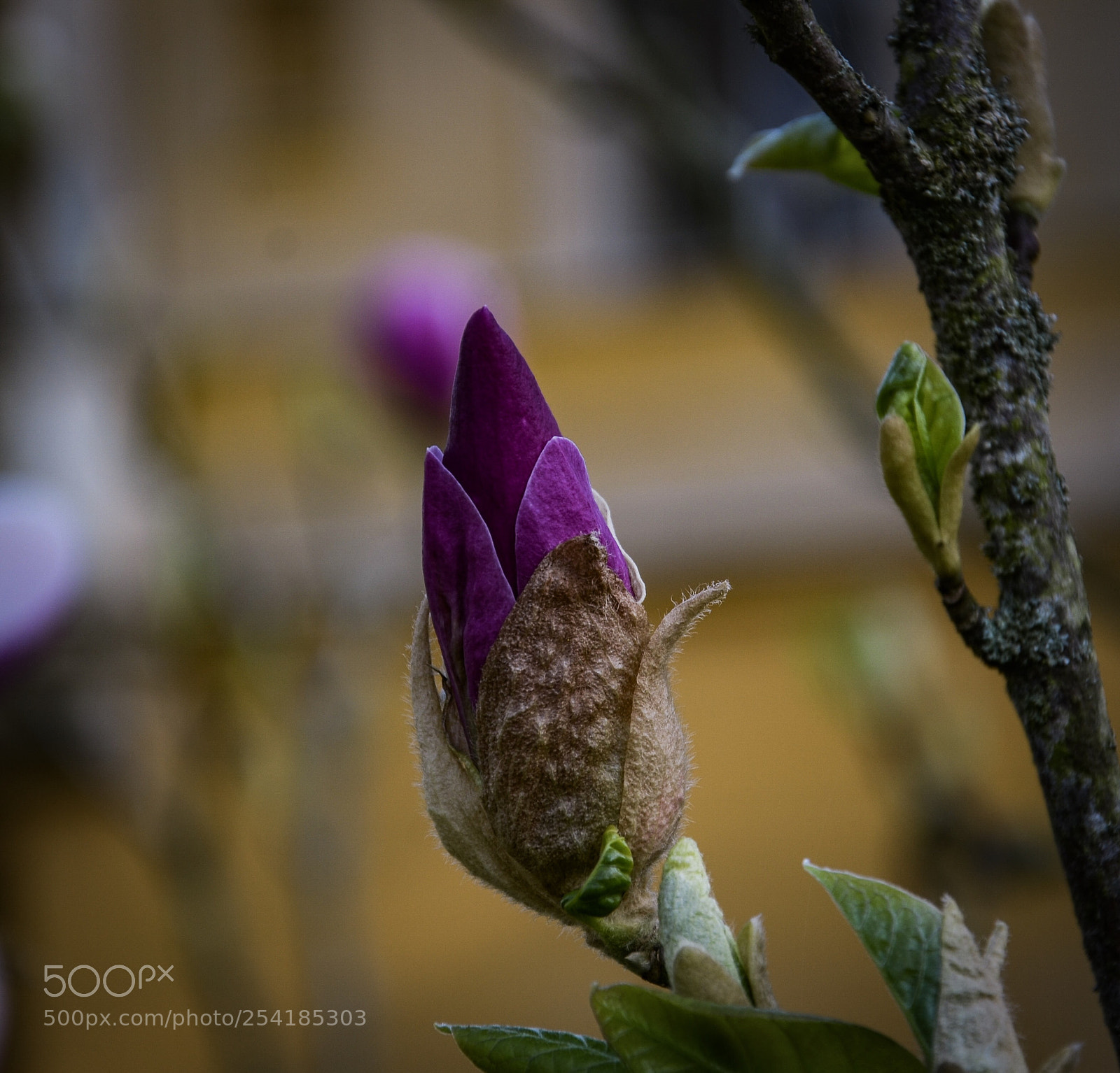 Nikon D7000 sample photo. Magnolia photography