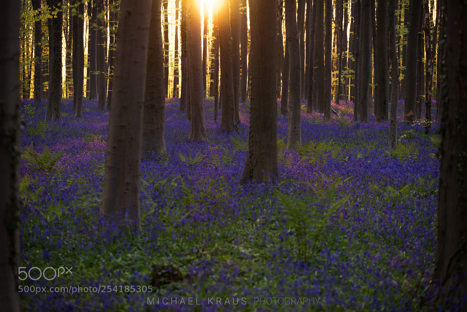 Sony a7R sample photo. °° the blue forest °° photography