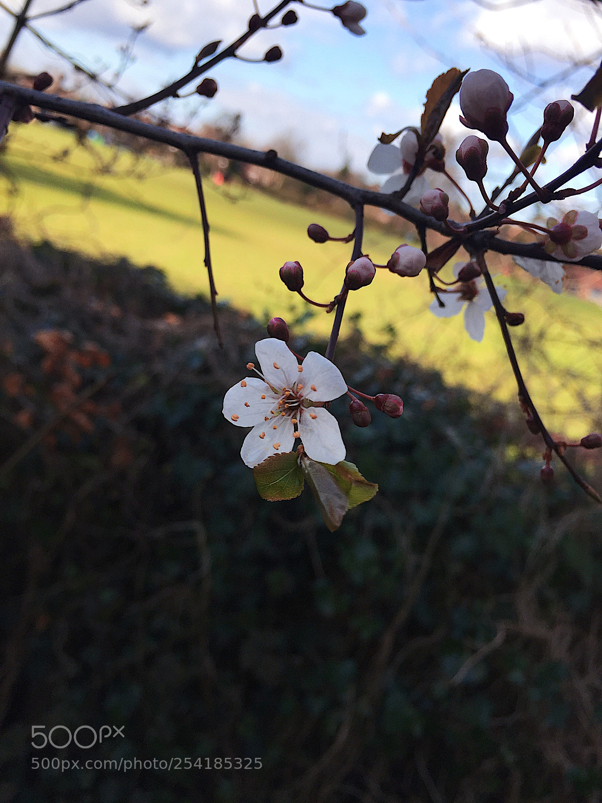 Apple iPhone 6 sample photo. Little flower photography