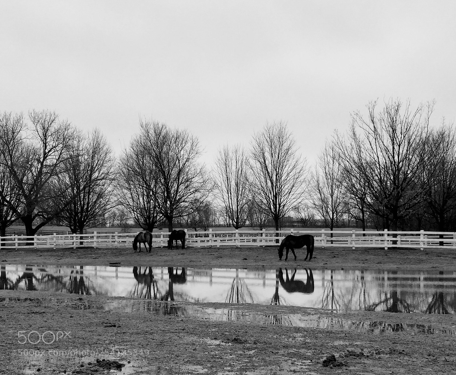Apple iPhone 6 sample photo. Horses photography